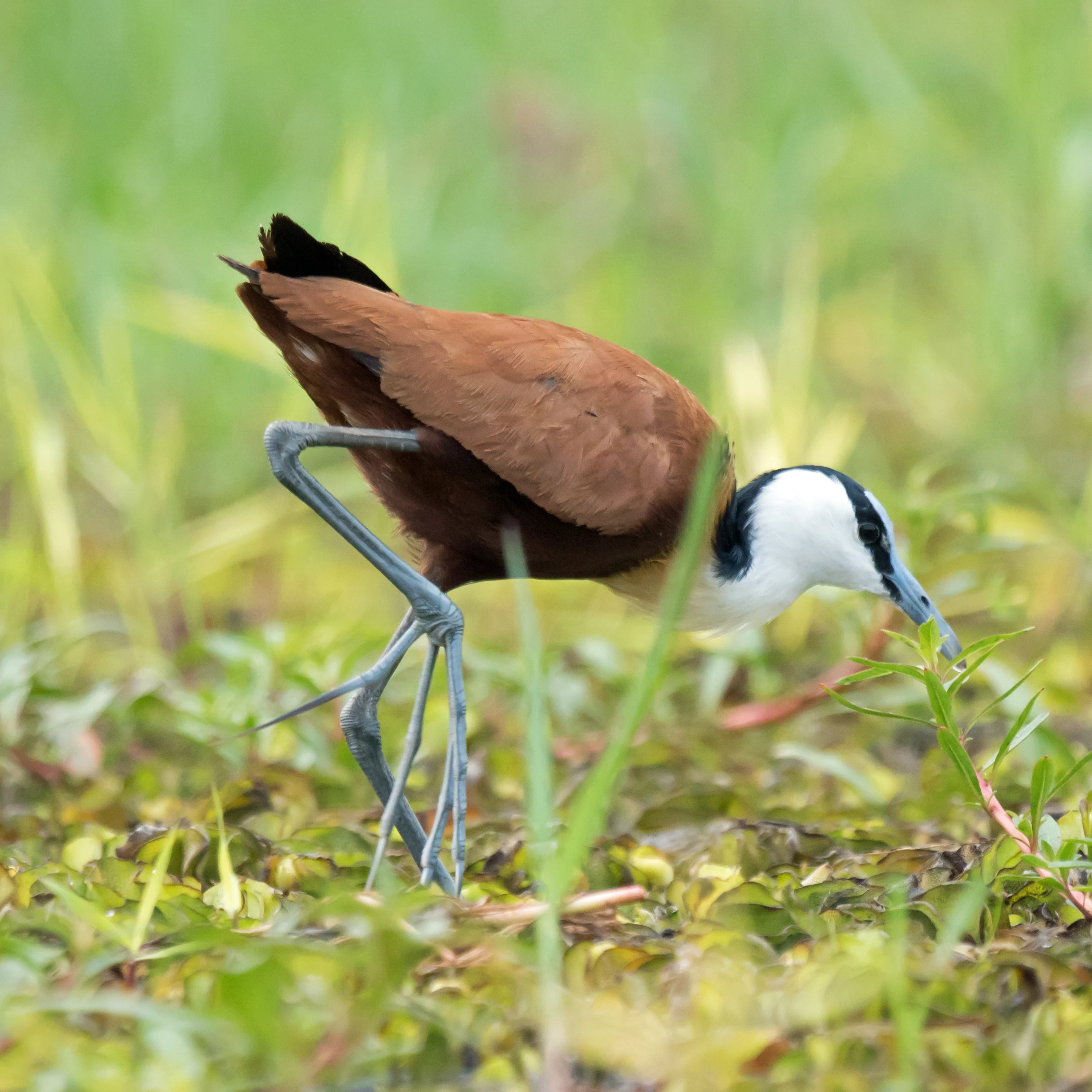African Jacana, near Khwai, Botswana — photo by Jim Bennett