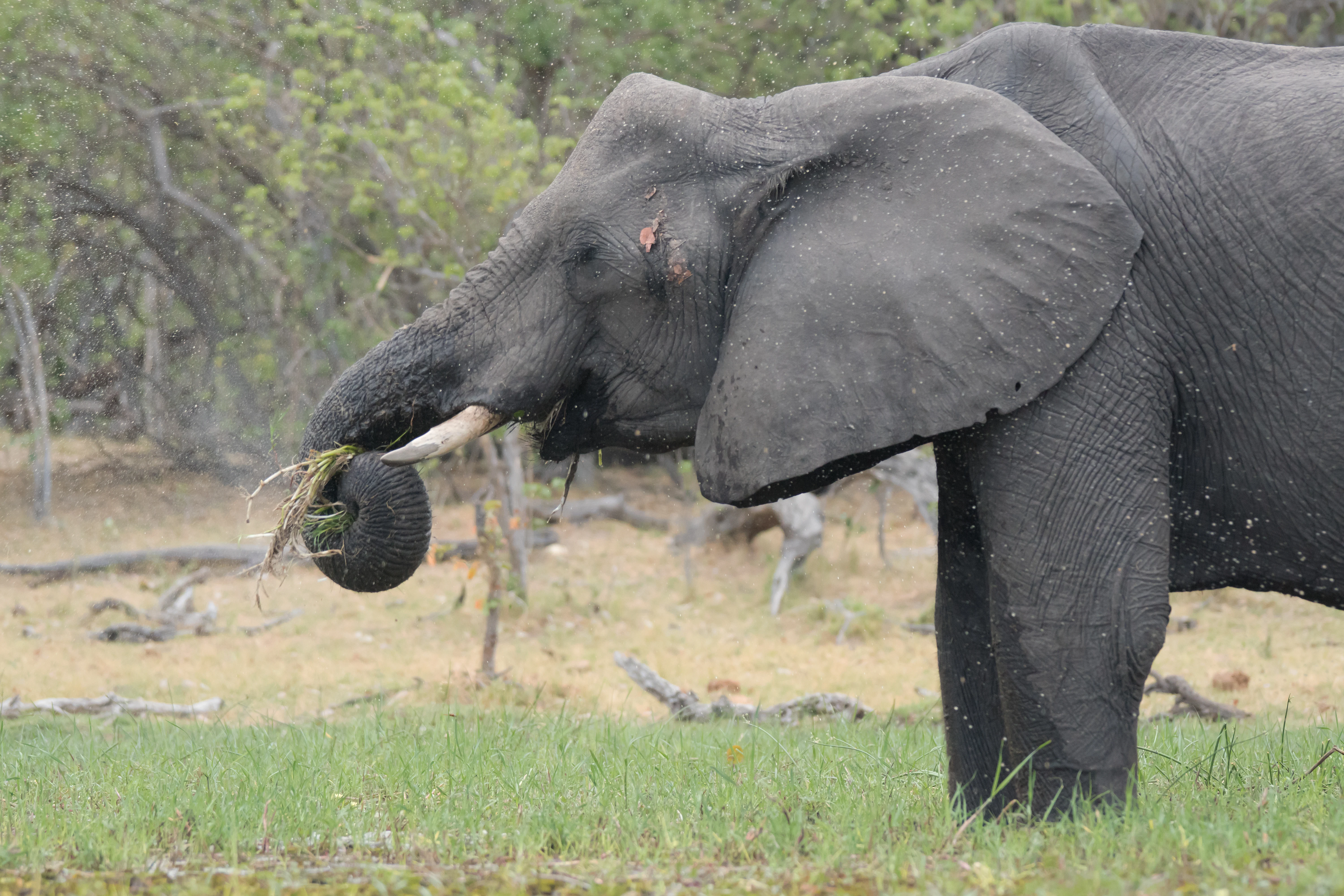 African Elephant, near Khwai, Botswana — photo by Jim Bennett