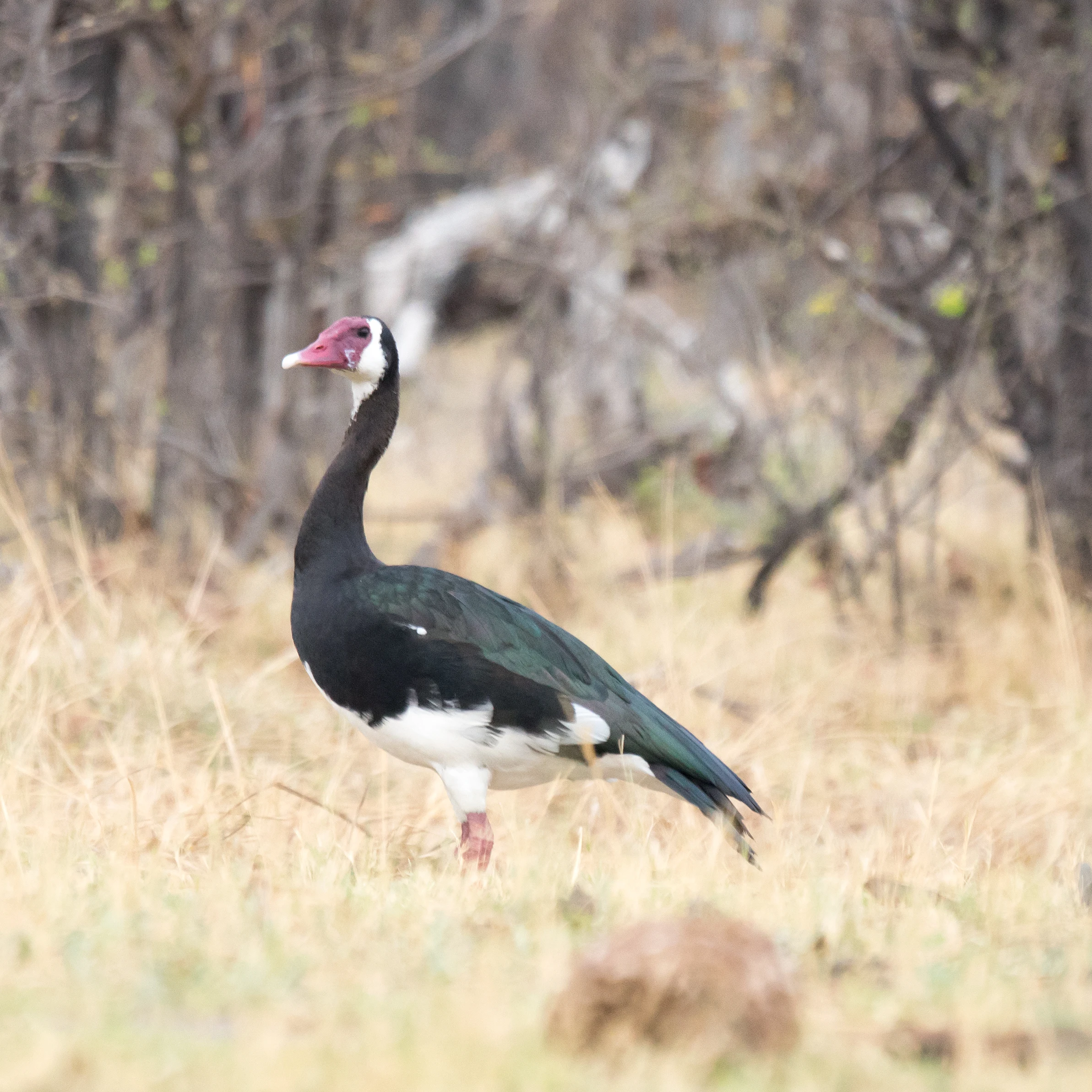 Spur-winged Goose, near Khwai, Botswana — photo by Jim Bennett