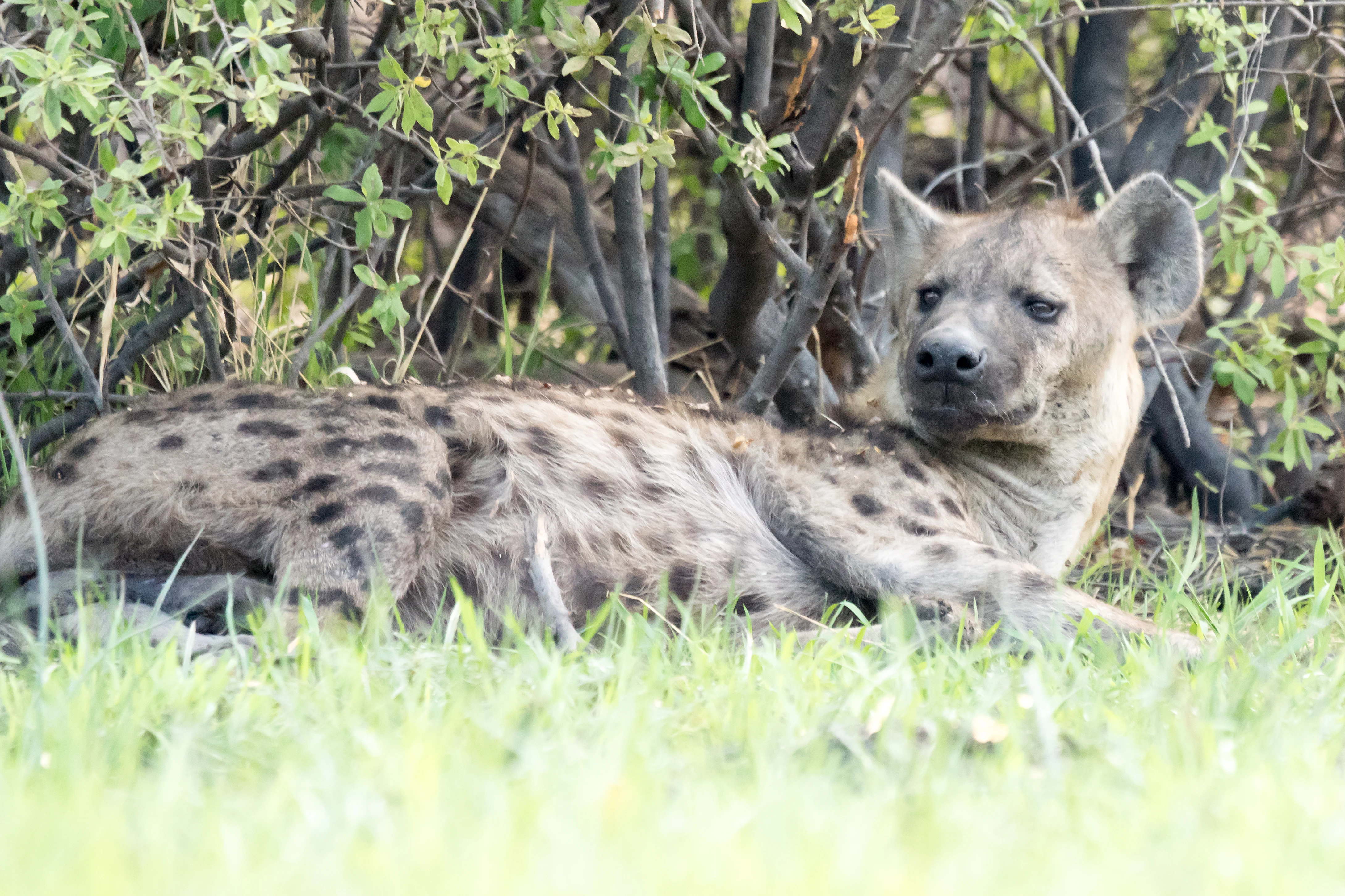 Spotted Hyena, near Khwai, Botswana — photo by Jim Bennett