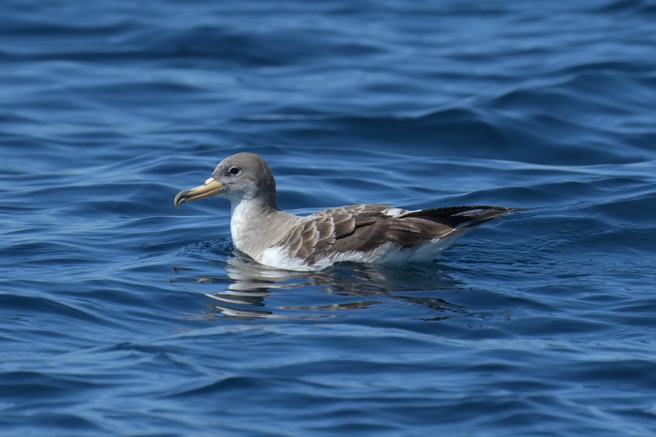 Cory's Shearwater, Falmouth Bay, Cornwall, UK — photo by Jim Bennett
