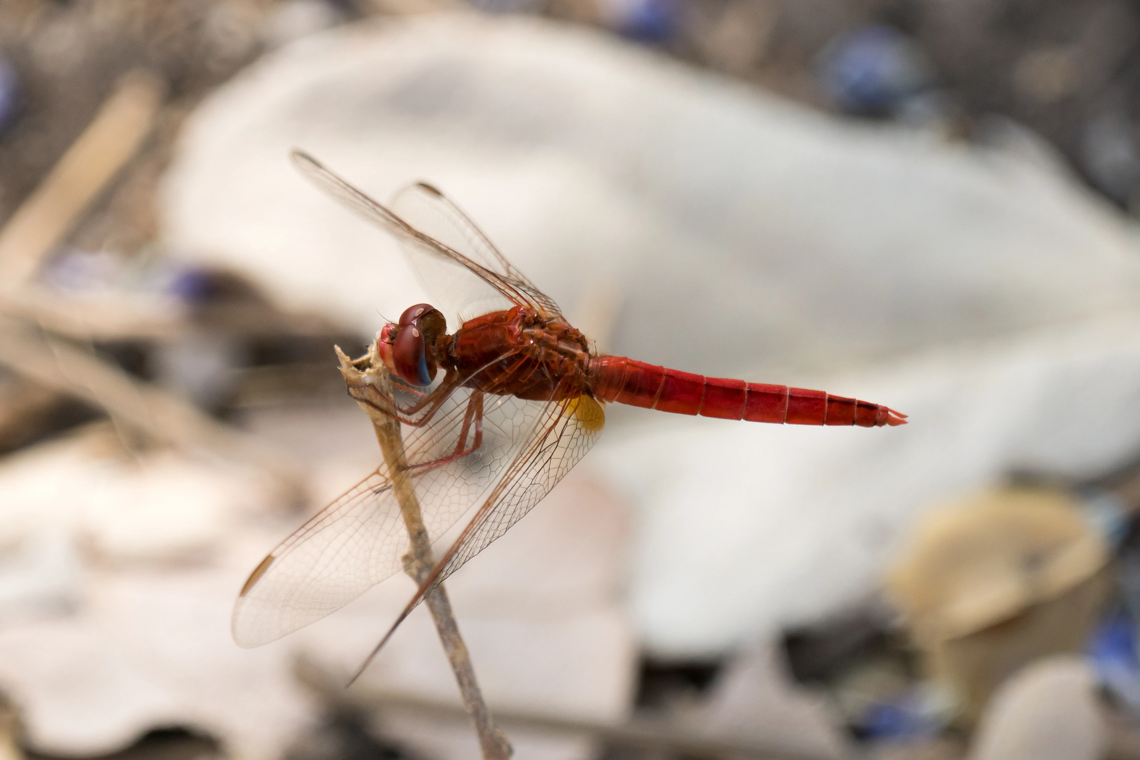 Dragonfly, near Khwai, Botswana — photo by Jim Bennett