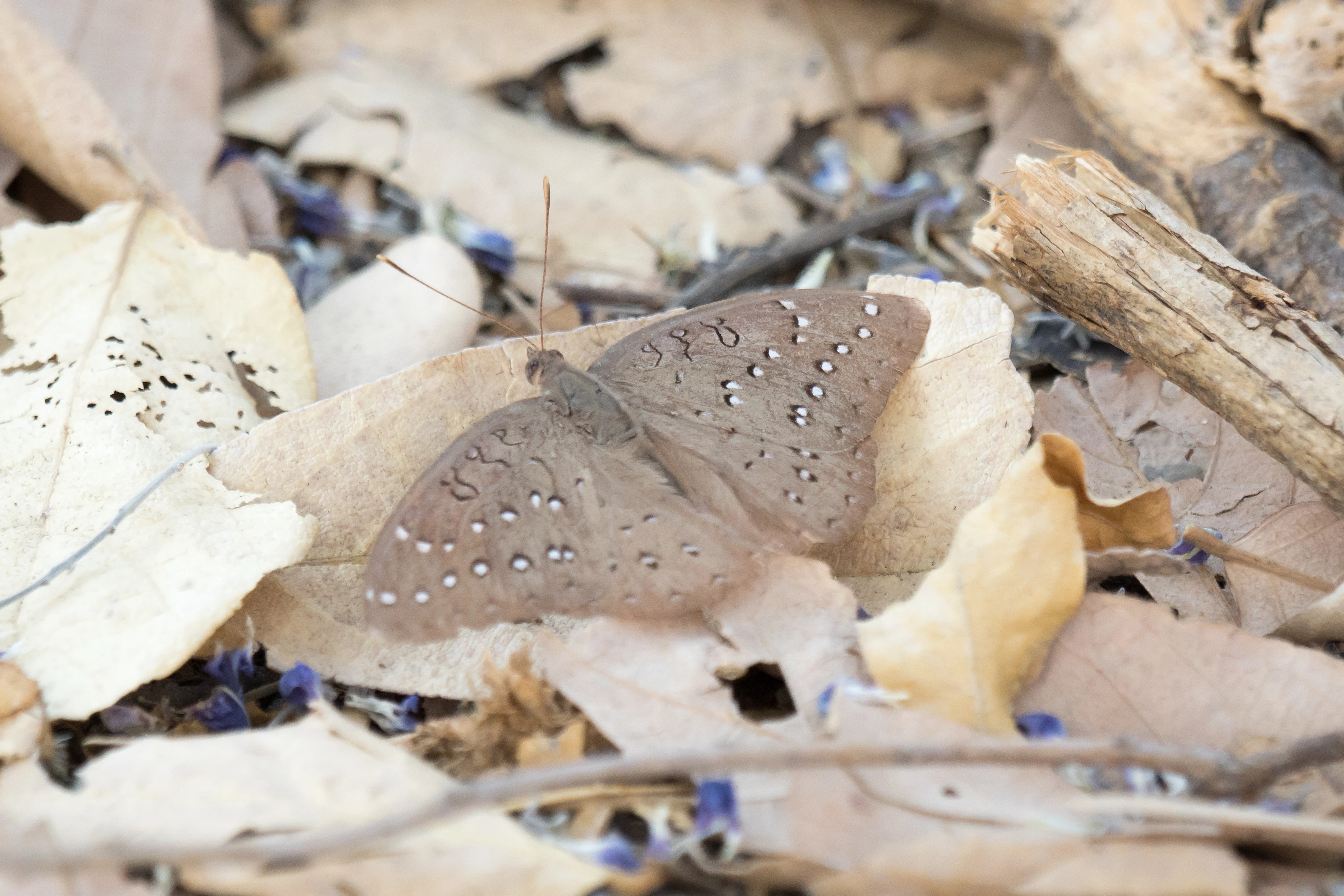 Butterfly, near Khwai, Botswana — photo by Jim Bennett
