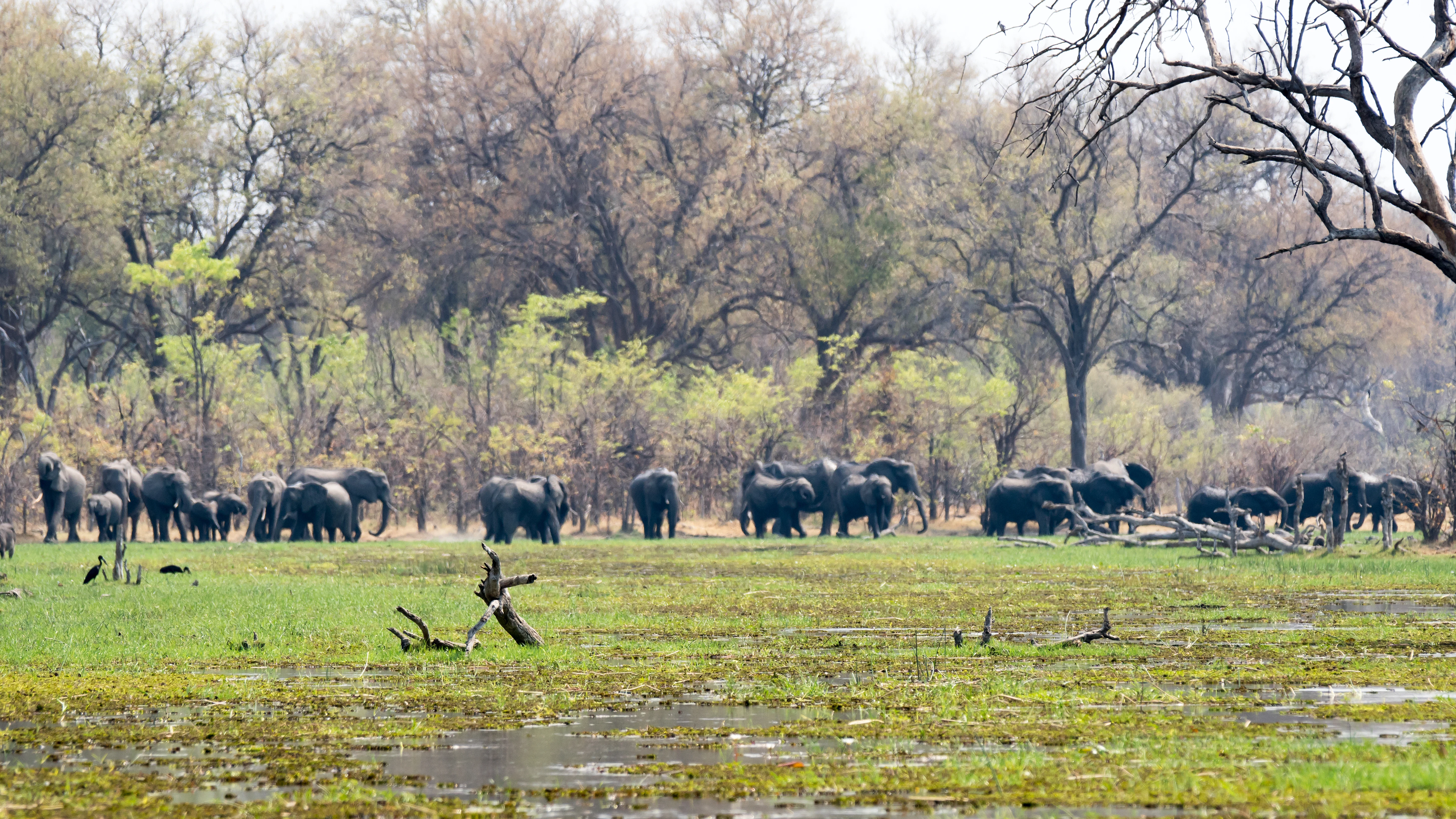 African Elephants, near Khwai, Botswana — photo by Jim Bennett