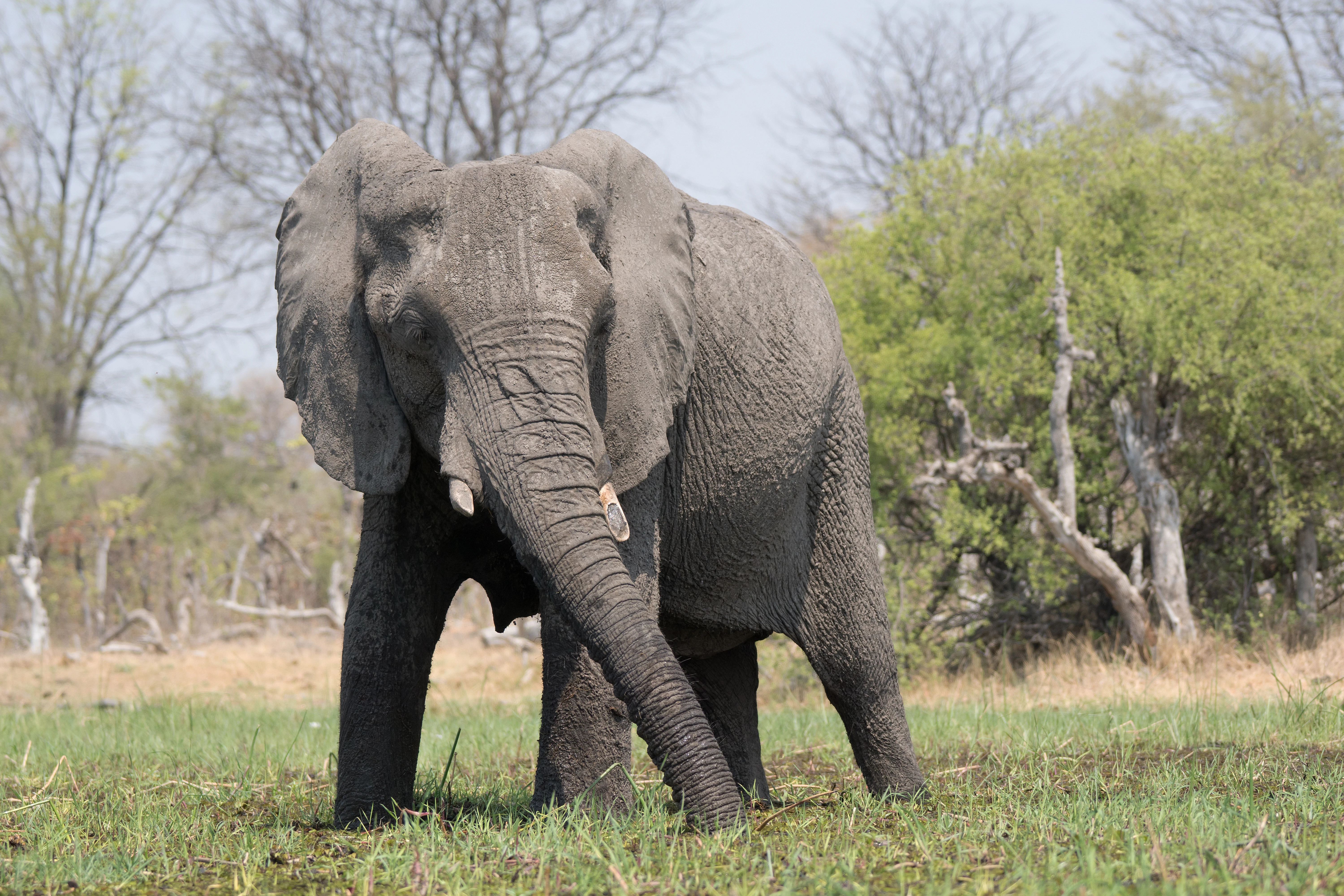 African Elephant, near Khwai, Botswana — photo by Jim Bennett