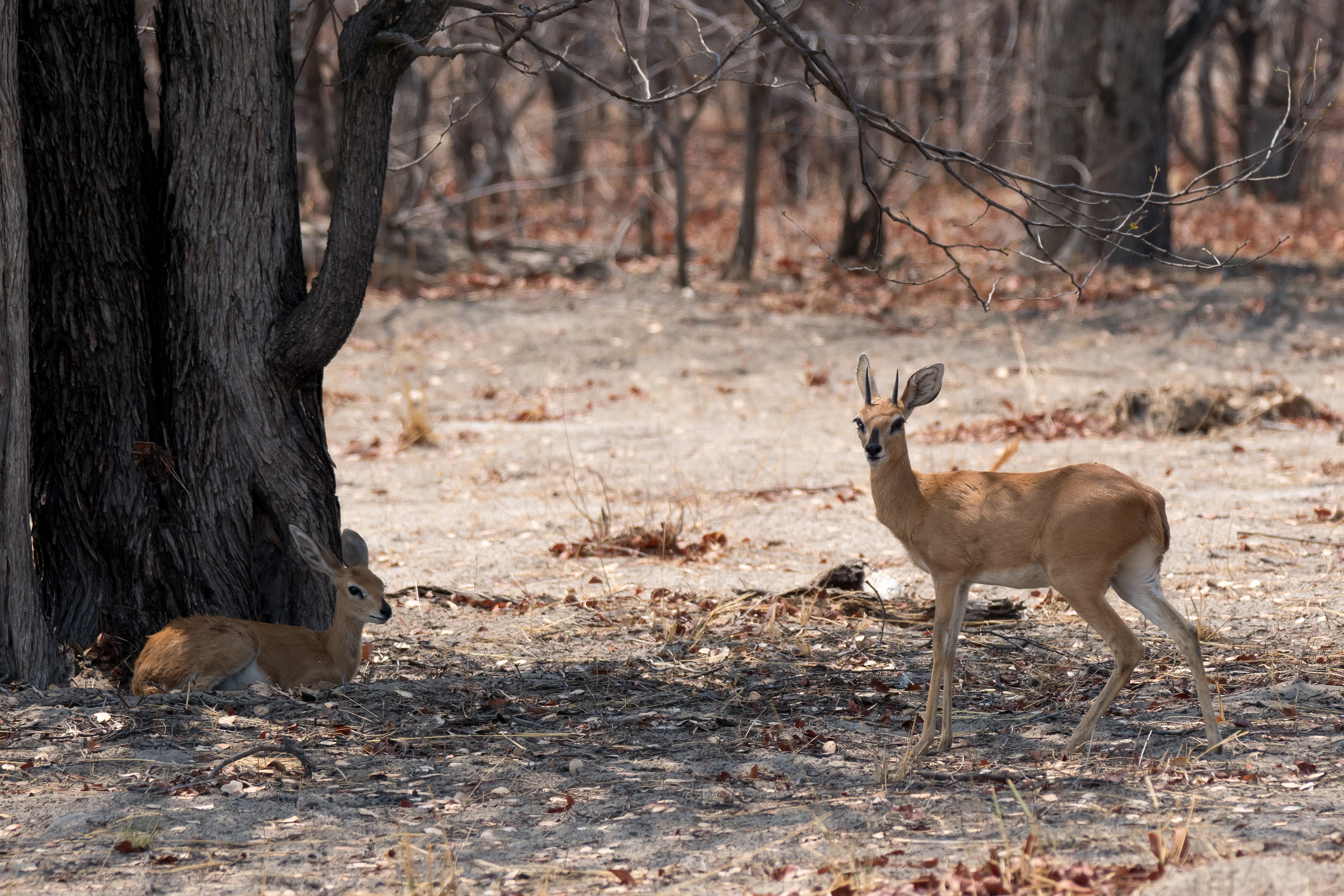 a pair of Steenbok, near Khwai, Botswana — photo by Jim Bennett
