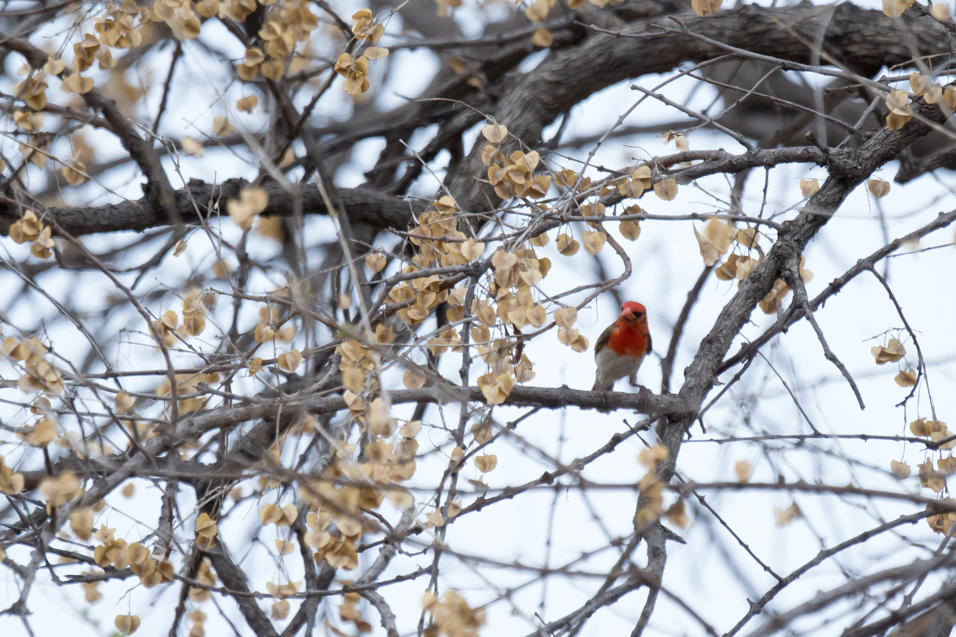 Red-headed Weaver, near Khwai, Botswana — photo by Jim Bennett
