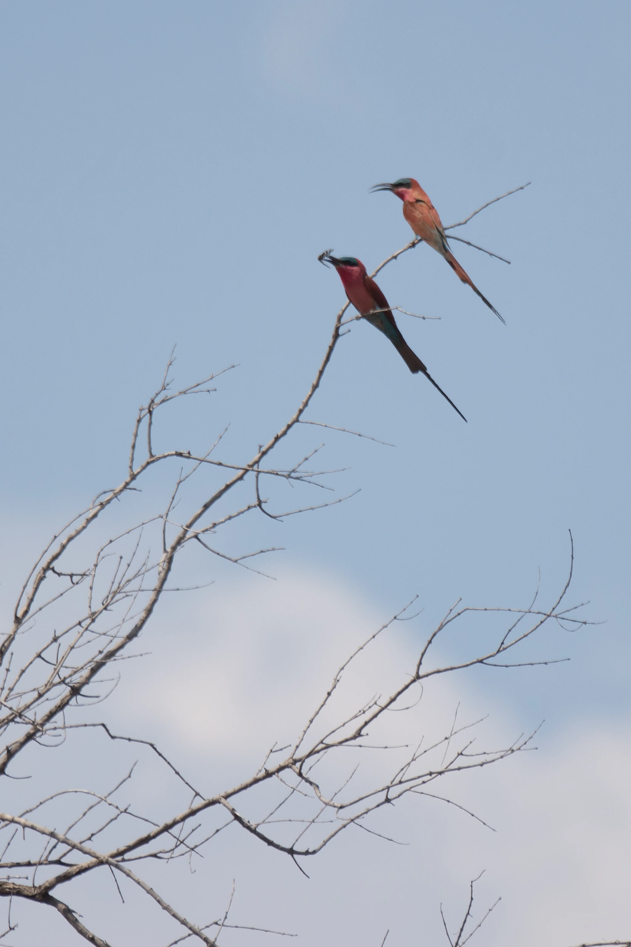 Carmine Bee-eaters, near Khwai, Botswana — photo by Jim Bennett