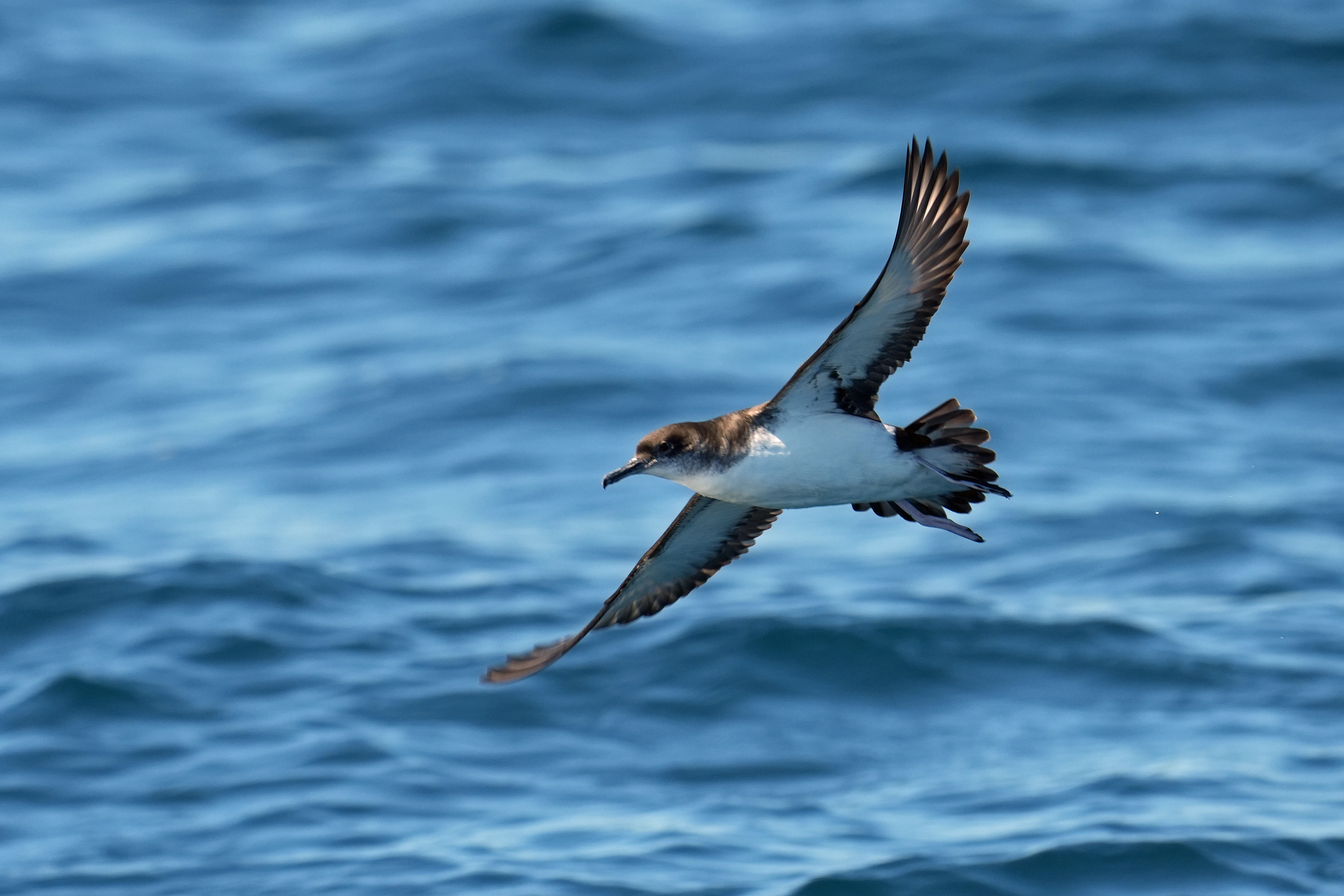 Manx Shearwater, Falmouth Bay, Cornwall, UK — photo by Jim Bennett