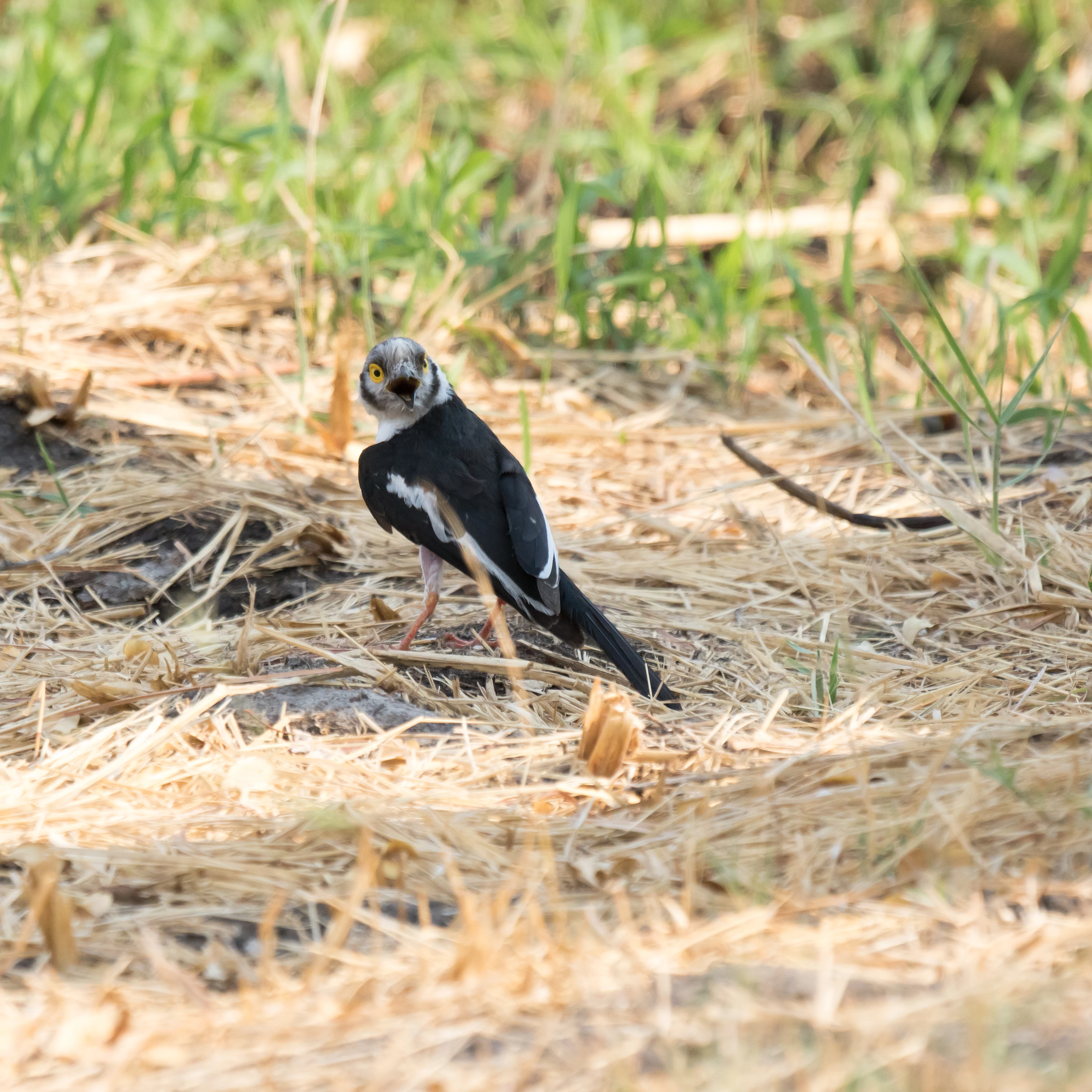 White-crested Helmetshrike, near Khwai, Botswana — photo by Jim Bennett