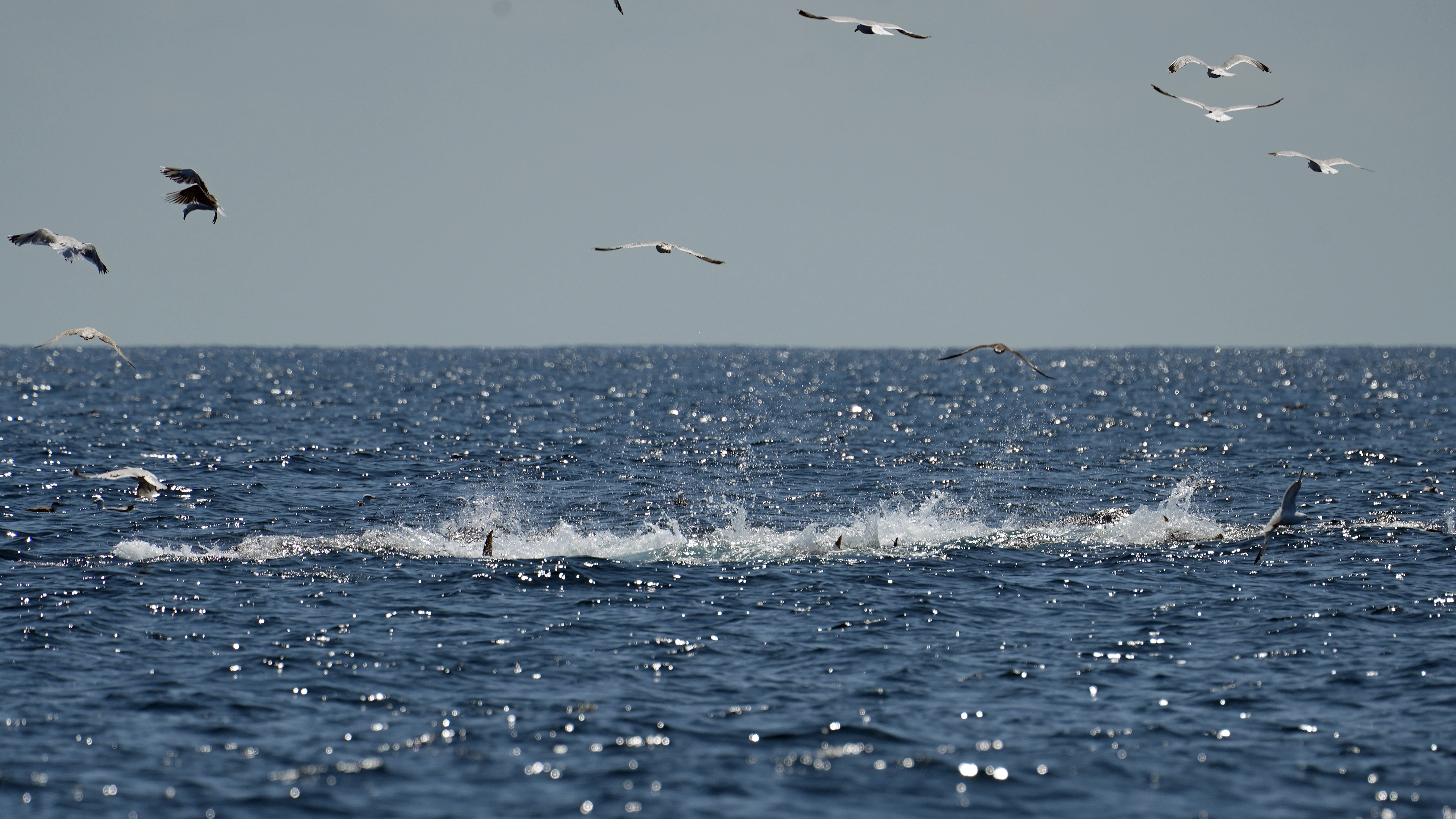 Bluefin Tuna hunting, Falmouth Bay, Cornwall, UK — photo by Jim Bennett