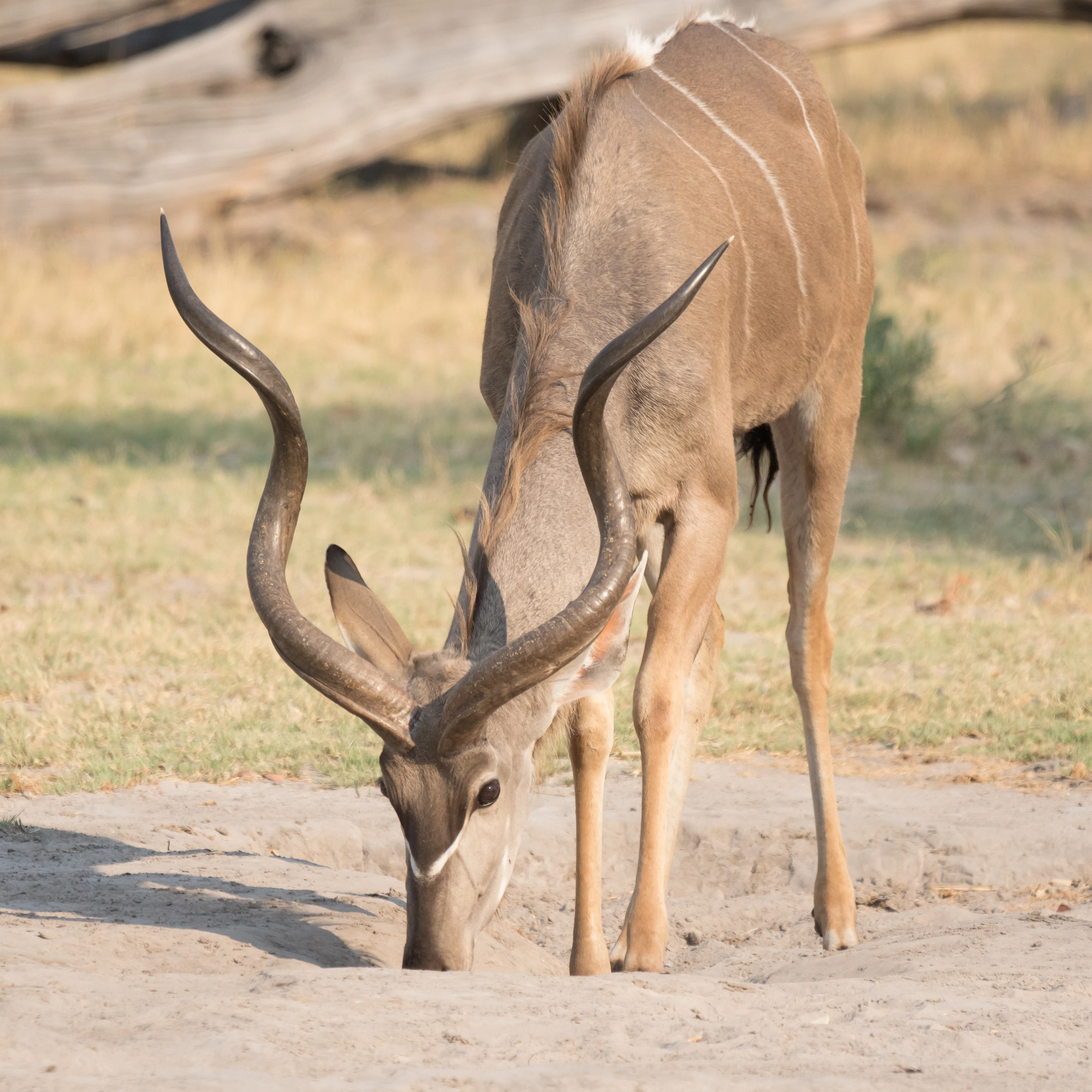 male Kudu, near Khwai, Botswana — photo by Jim Bennett