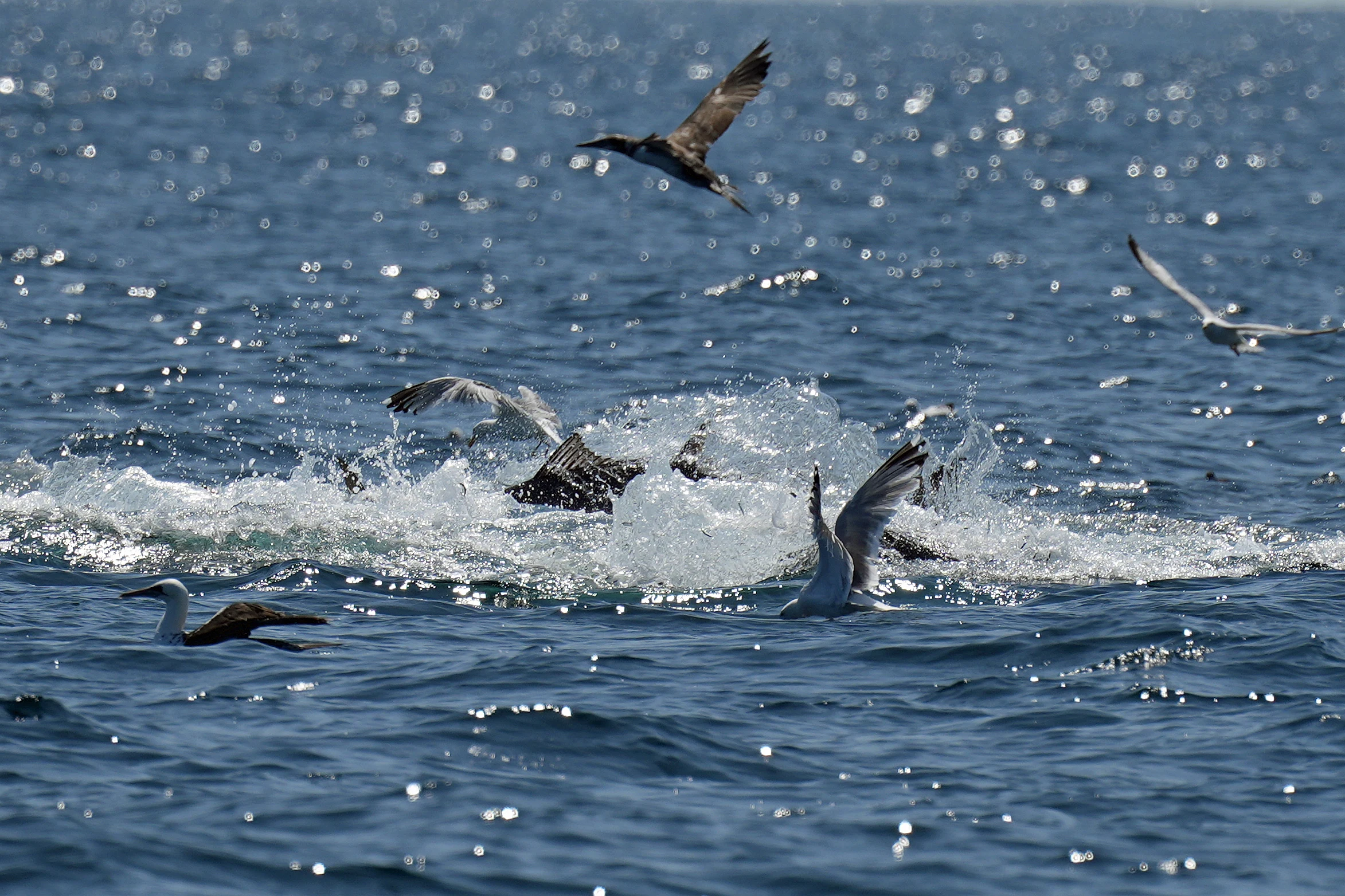 Bluefin Tuna hunting, Falmouth Bay, Cornwall, UK — photo by Jim Bennett