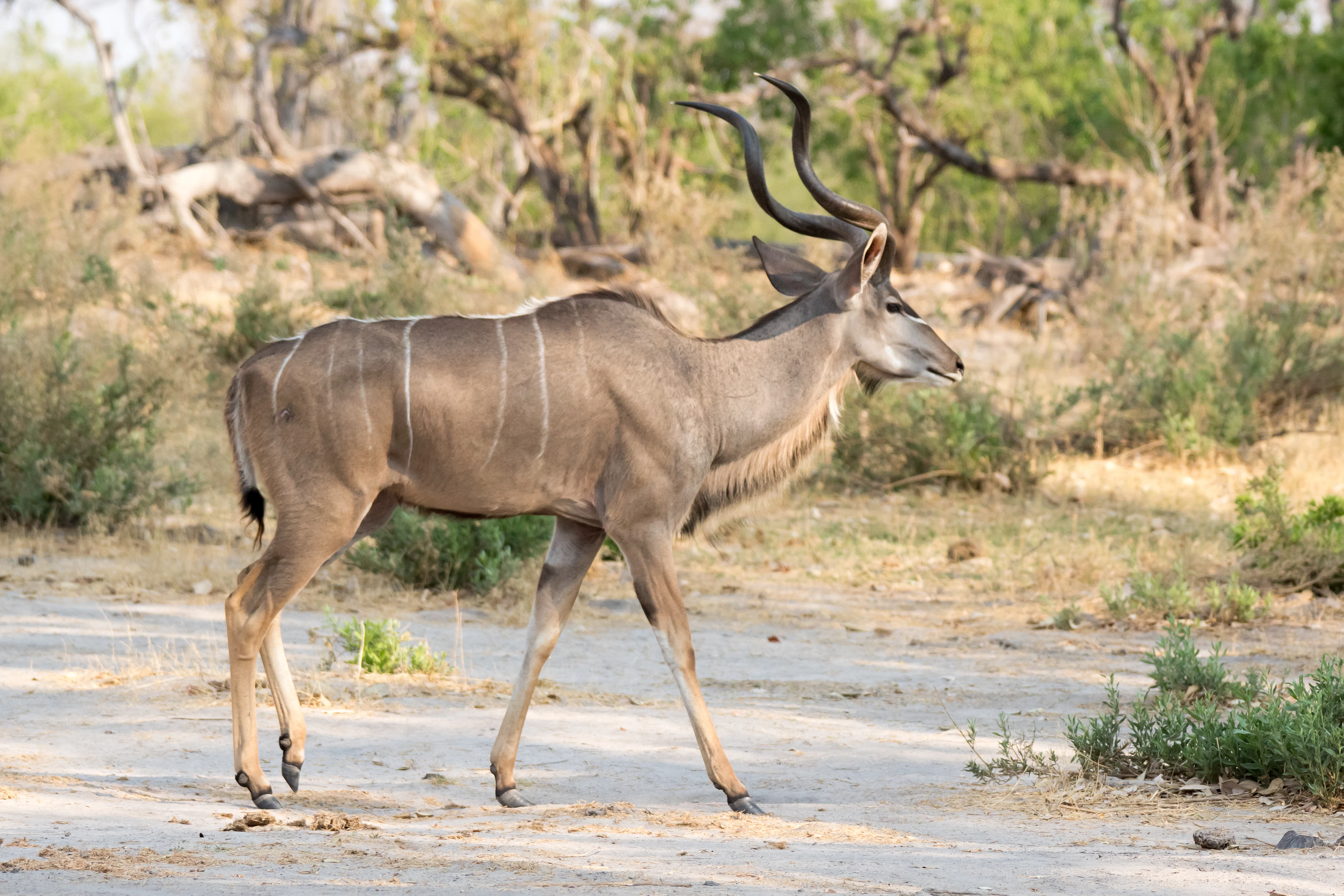 male Kudu, near Khwai, Botswana — photo by Jim Bennett