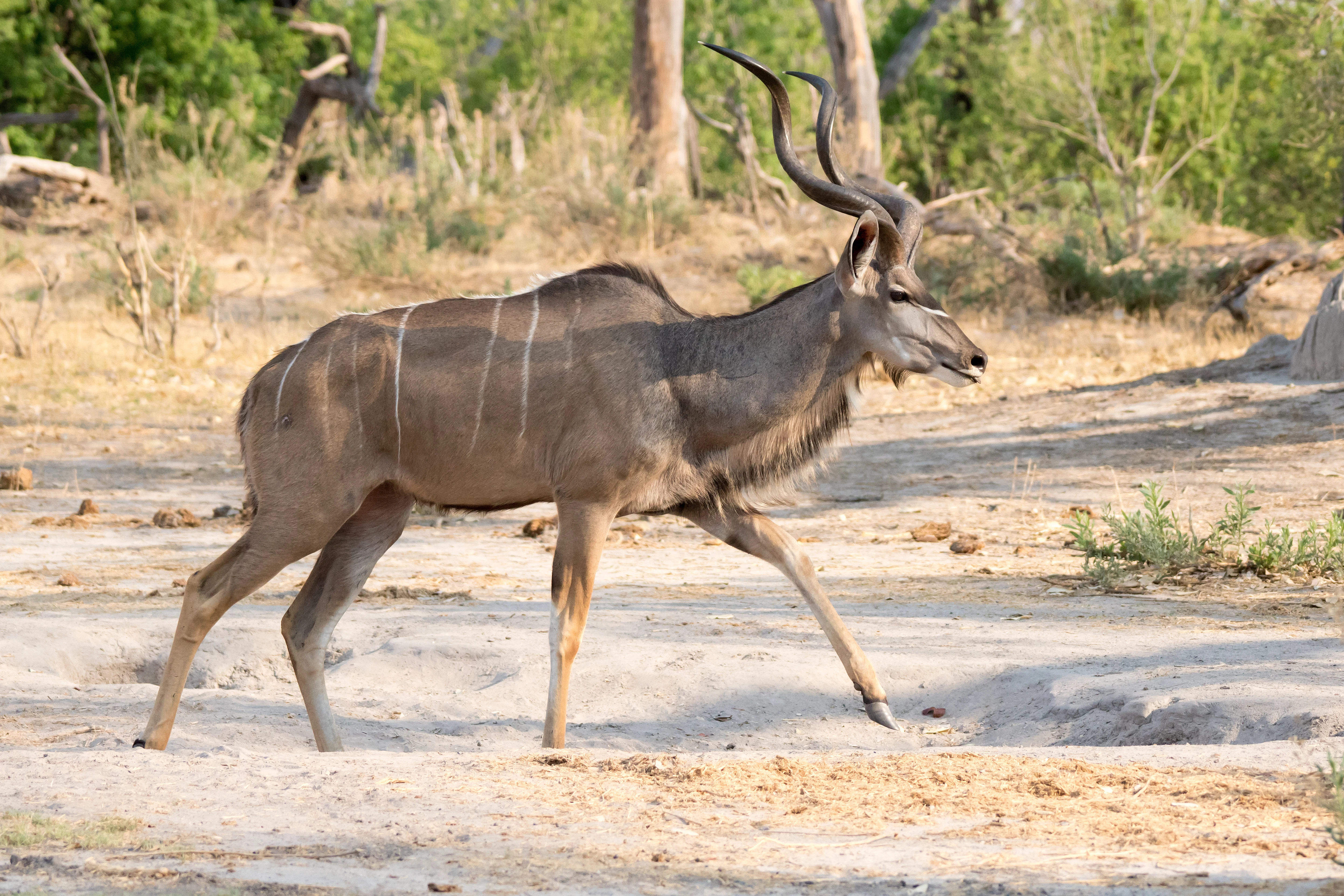 male Kudu, near Khwai, Botswana — photo by Jim Bennett
