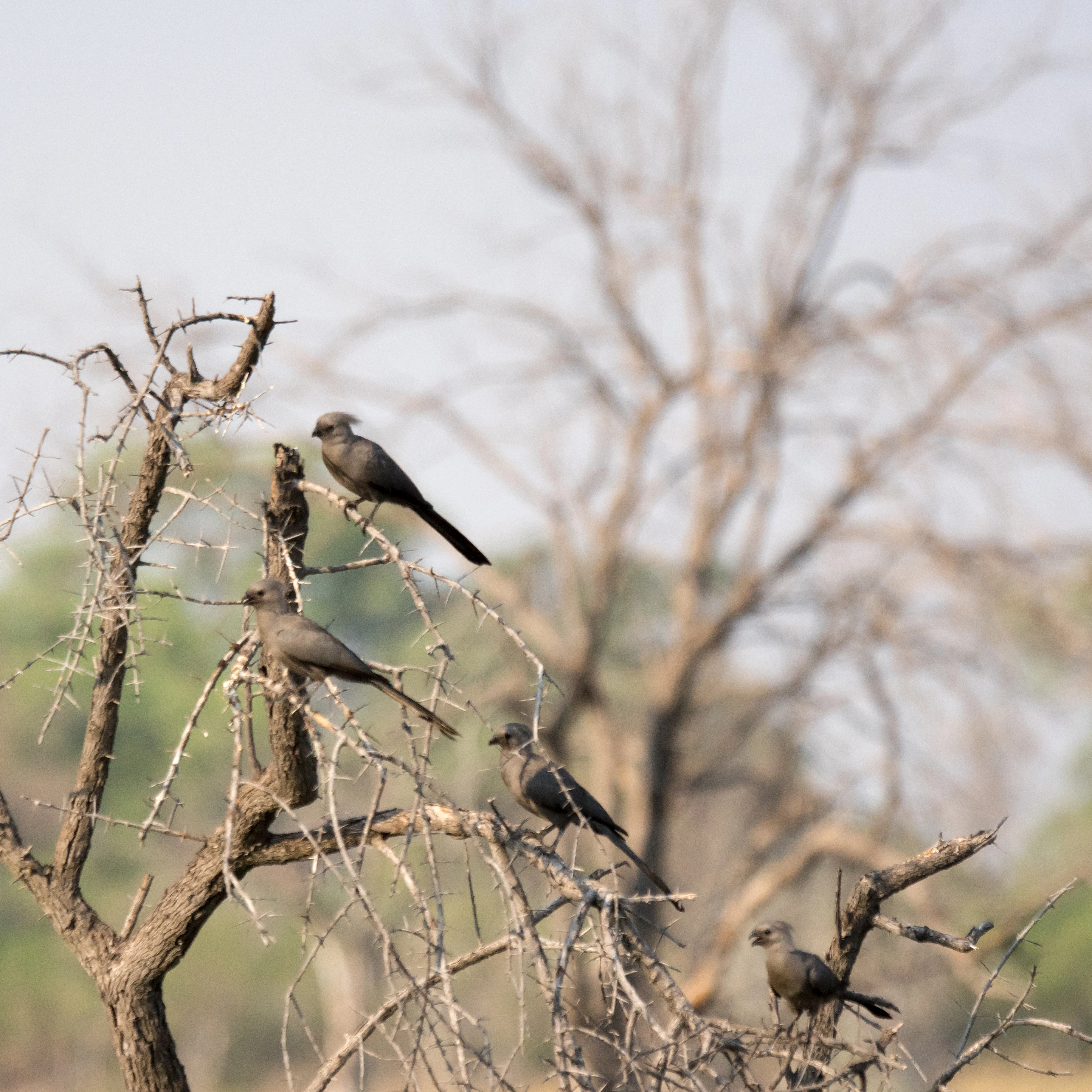 Grey Go-away-birds, near Khwai, Botswana — photo by Jim Bennett