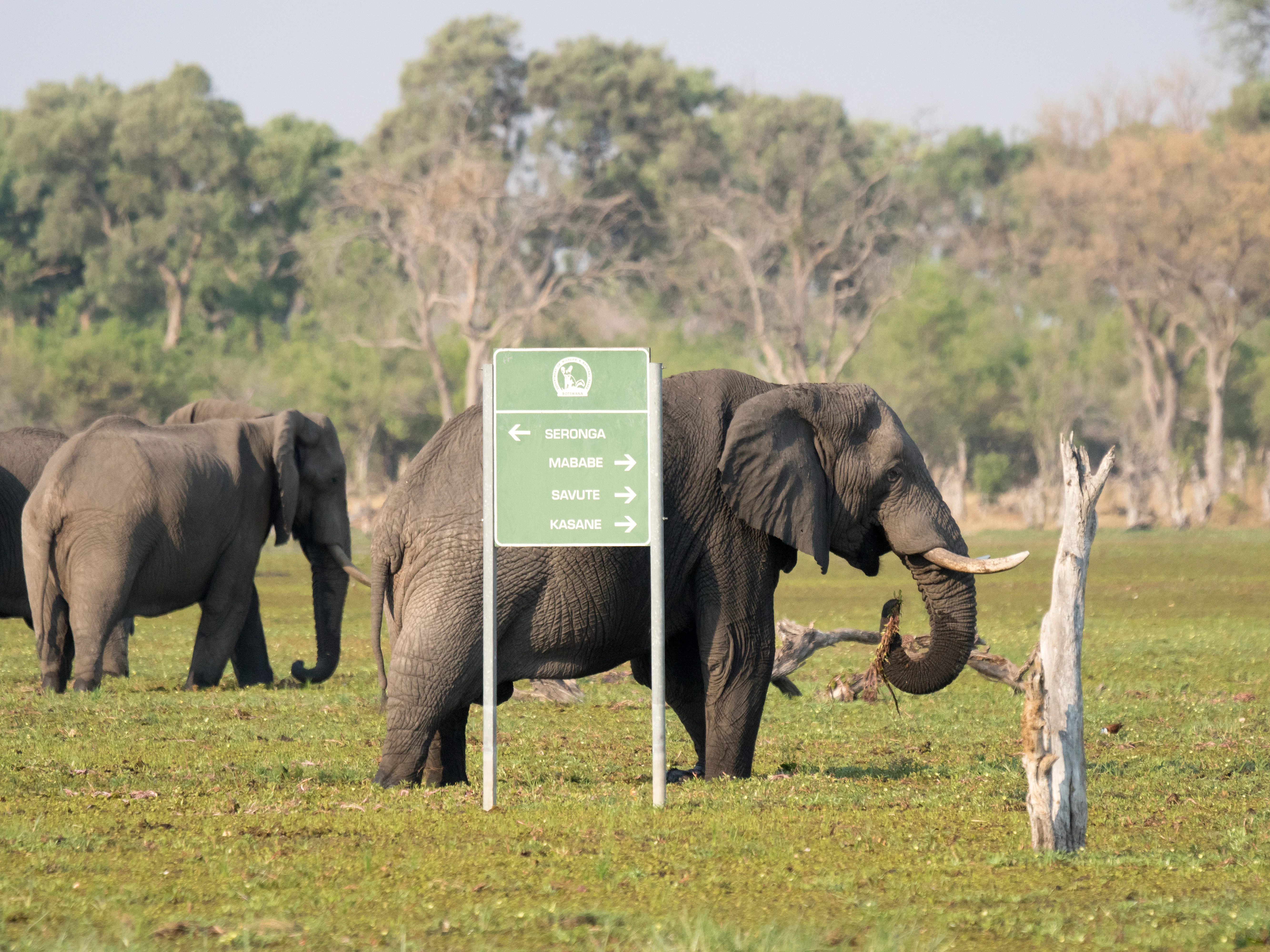 African Elephants, near Khwai, Botswana — photo by Jim Bennett
