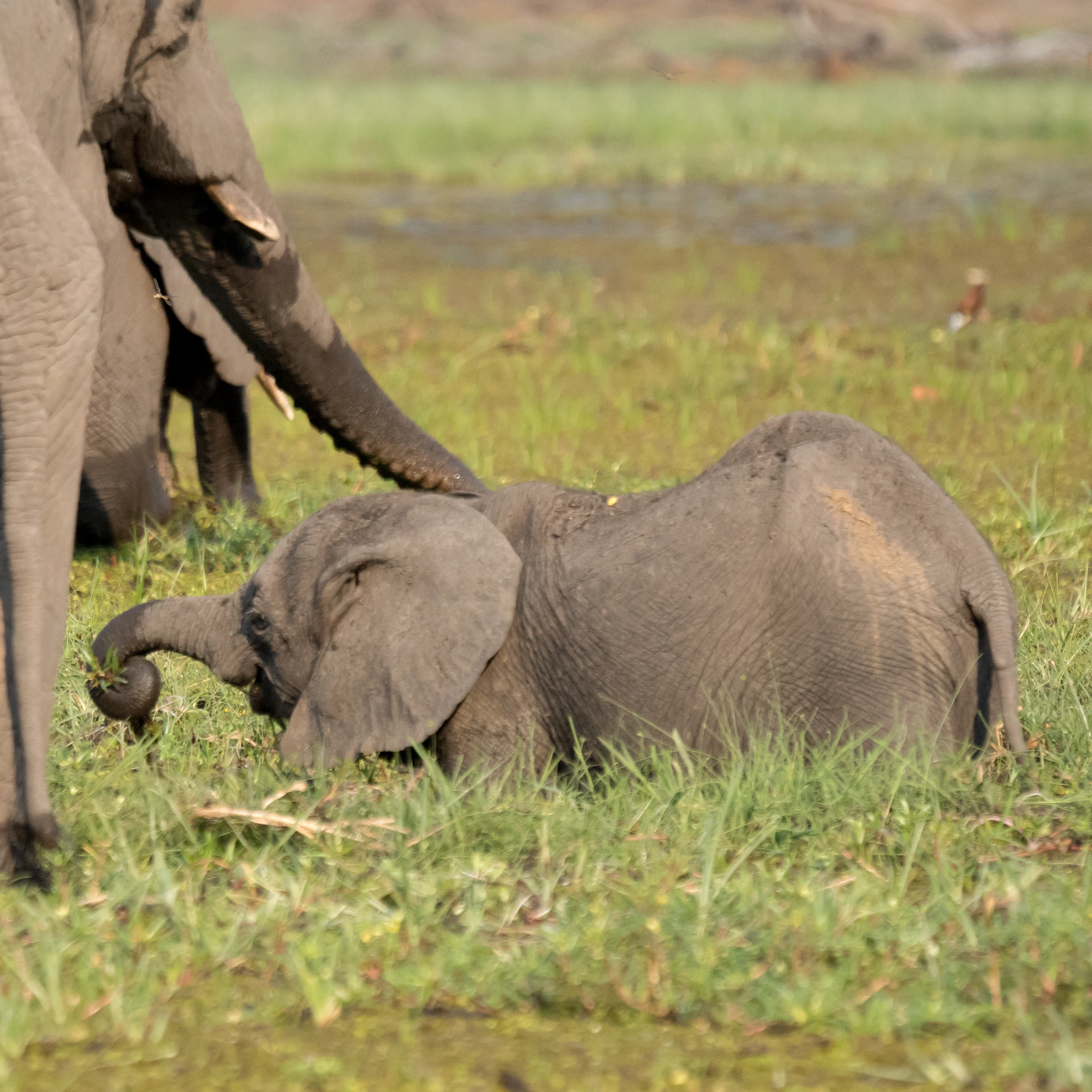 African Elephant, near Khwai, Botswana — photo by Jim Bennett