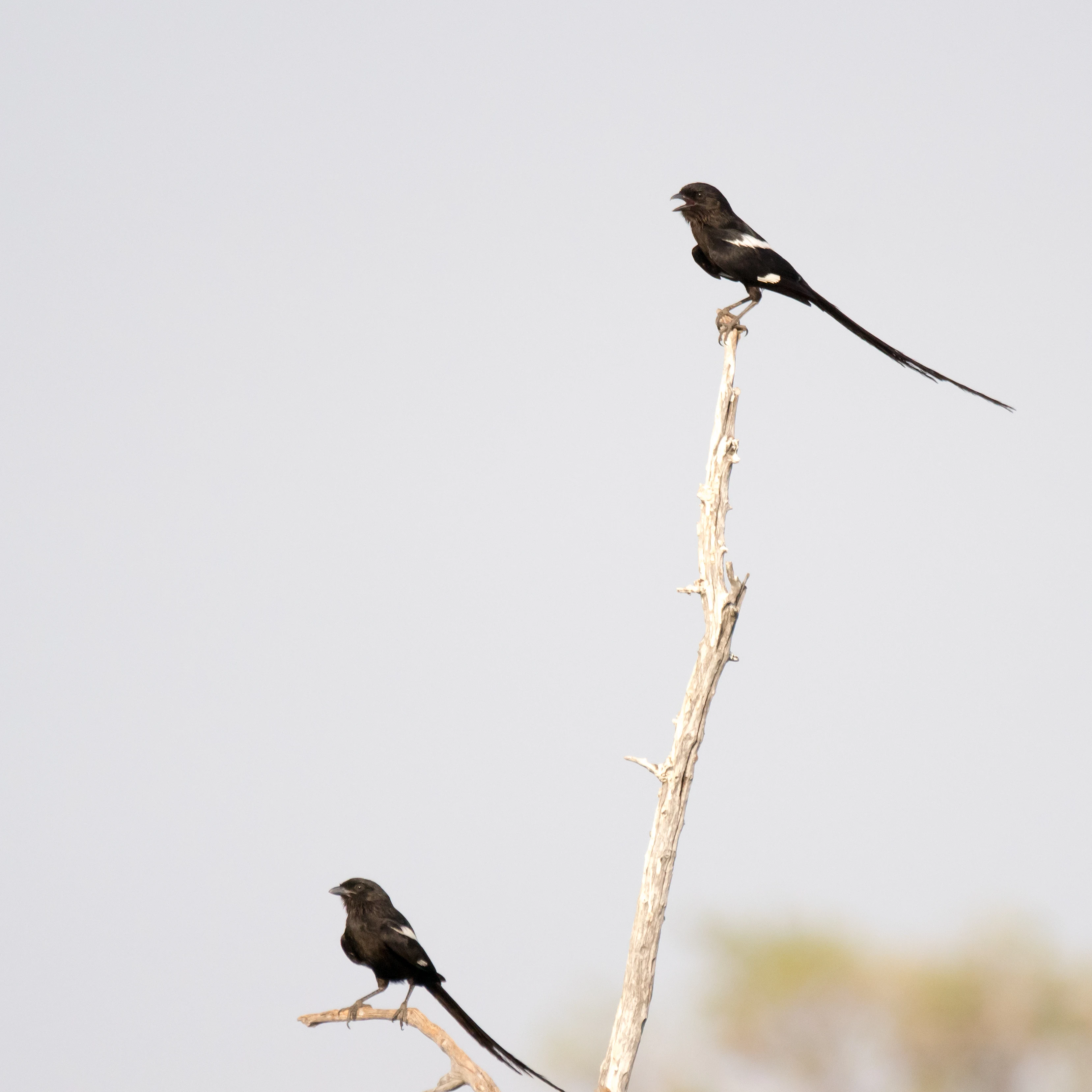 Magpie Shrikes, near Khwai, Botswana — photo by Jim Bennett