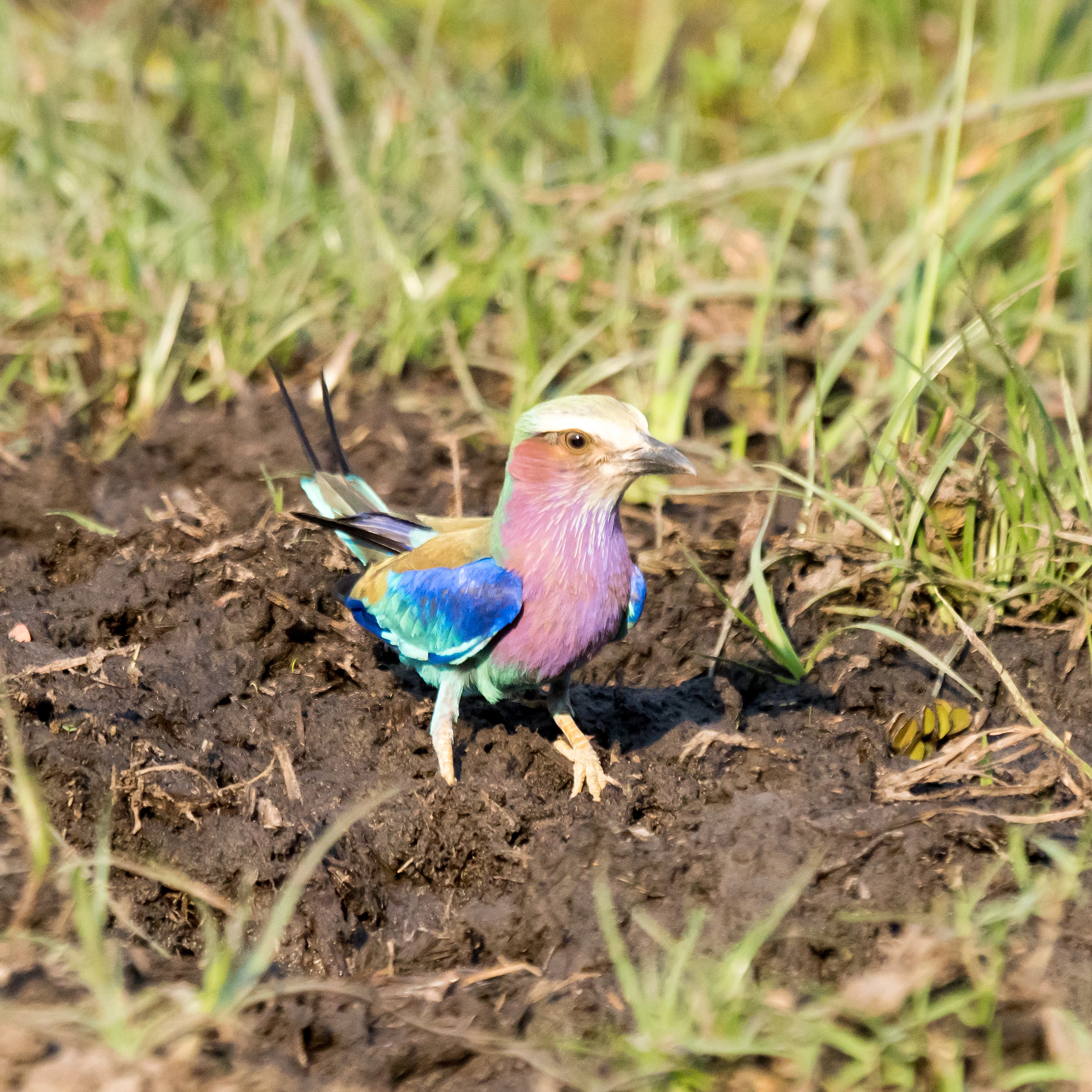 Lilac-breasted Roller, near Khwai, Botswana — photo by Jim Bennett