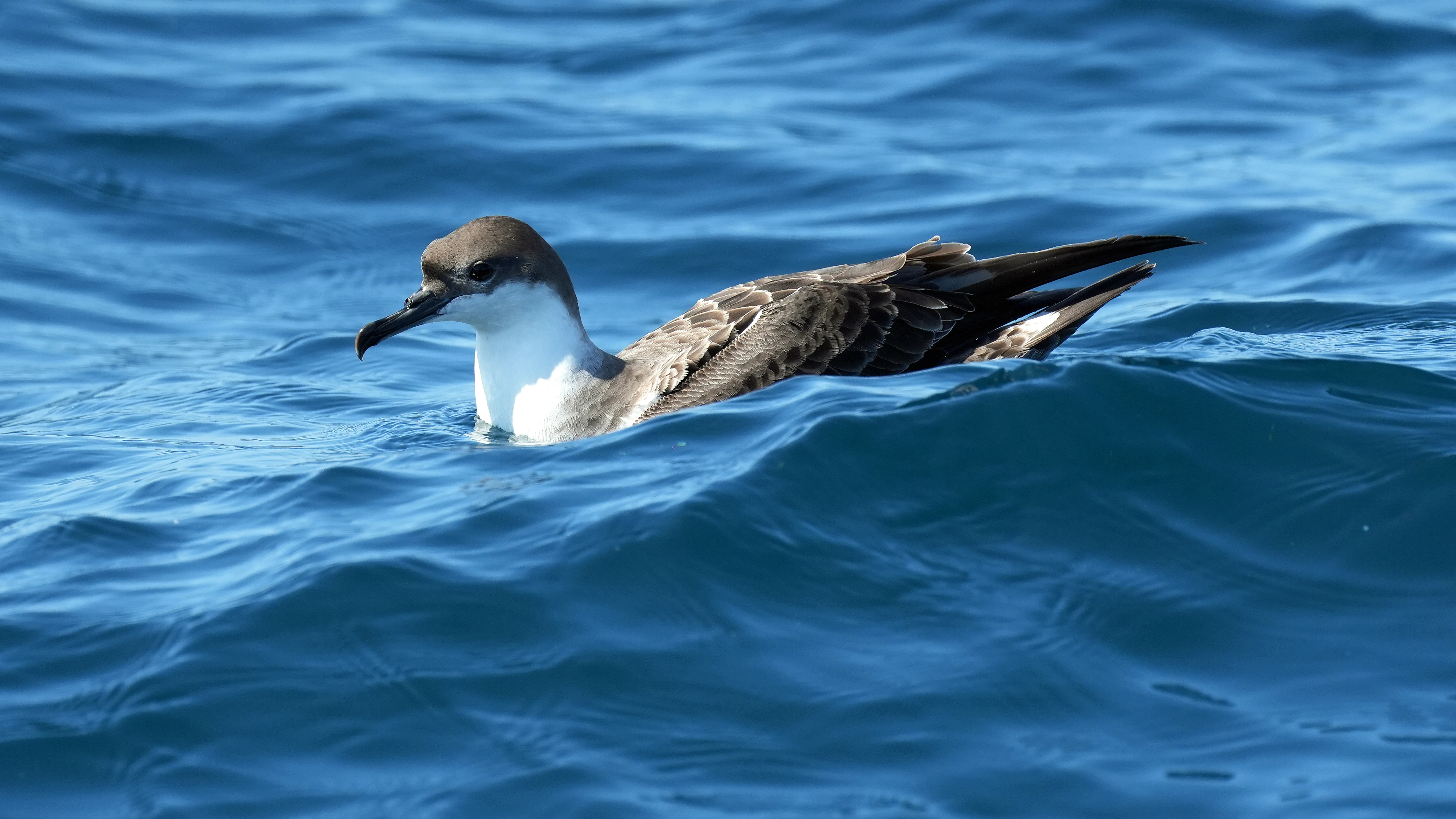 Great Shearwater, Falmouth Bay, Cornwall, UK — photo by Jim Bennett