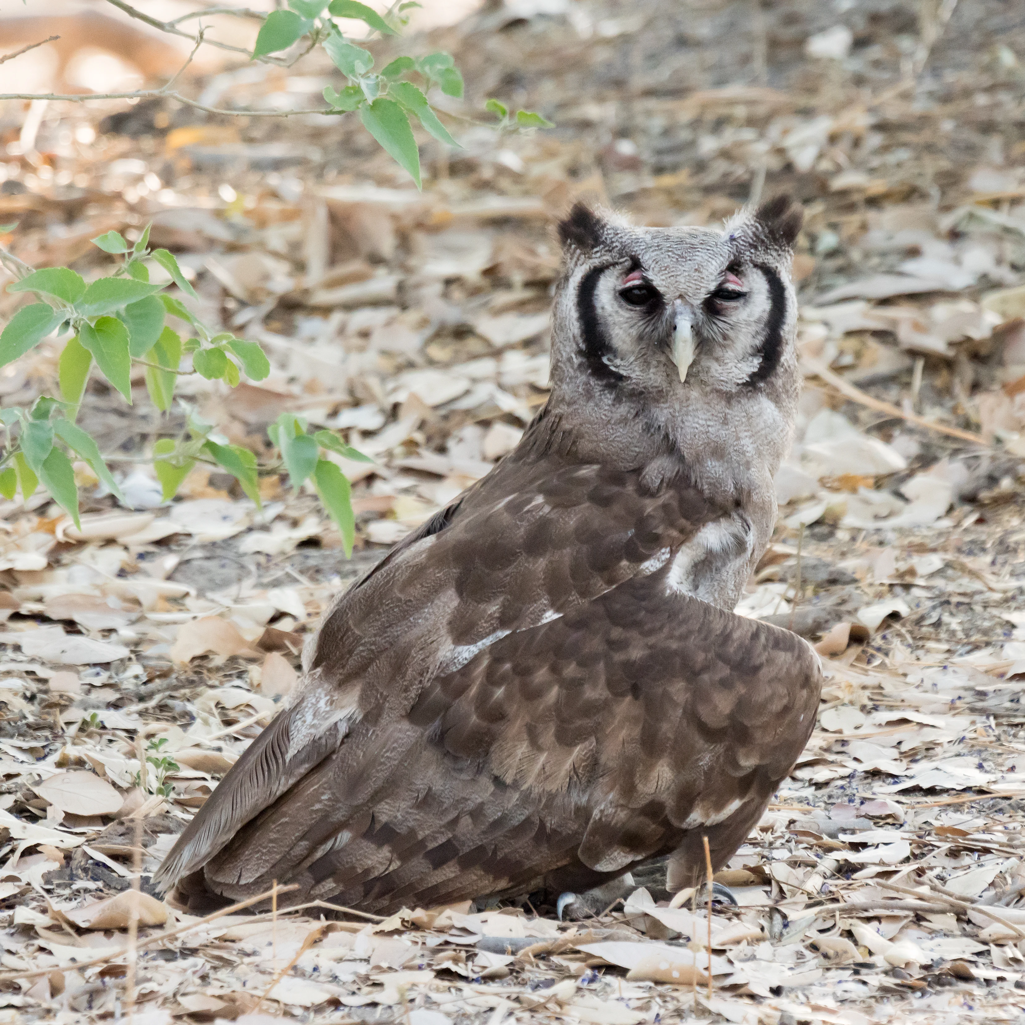 Verreaux's Eagle-Owl, near Khwai, Botswana — photo by Jim Bennett