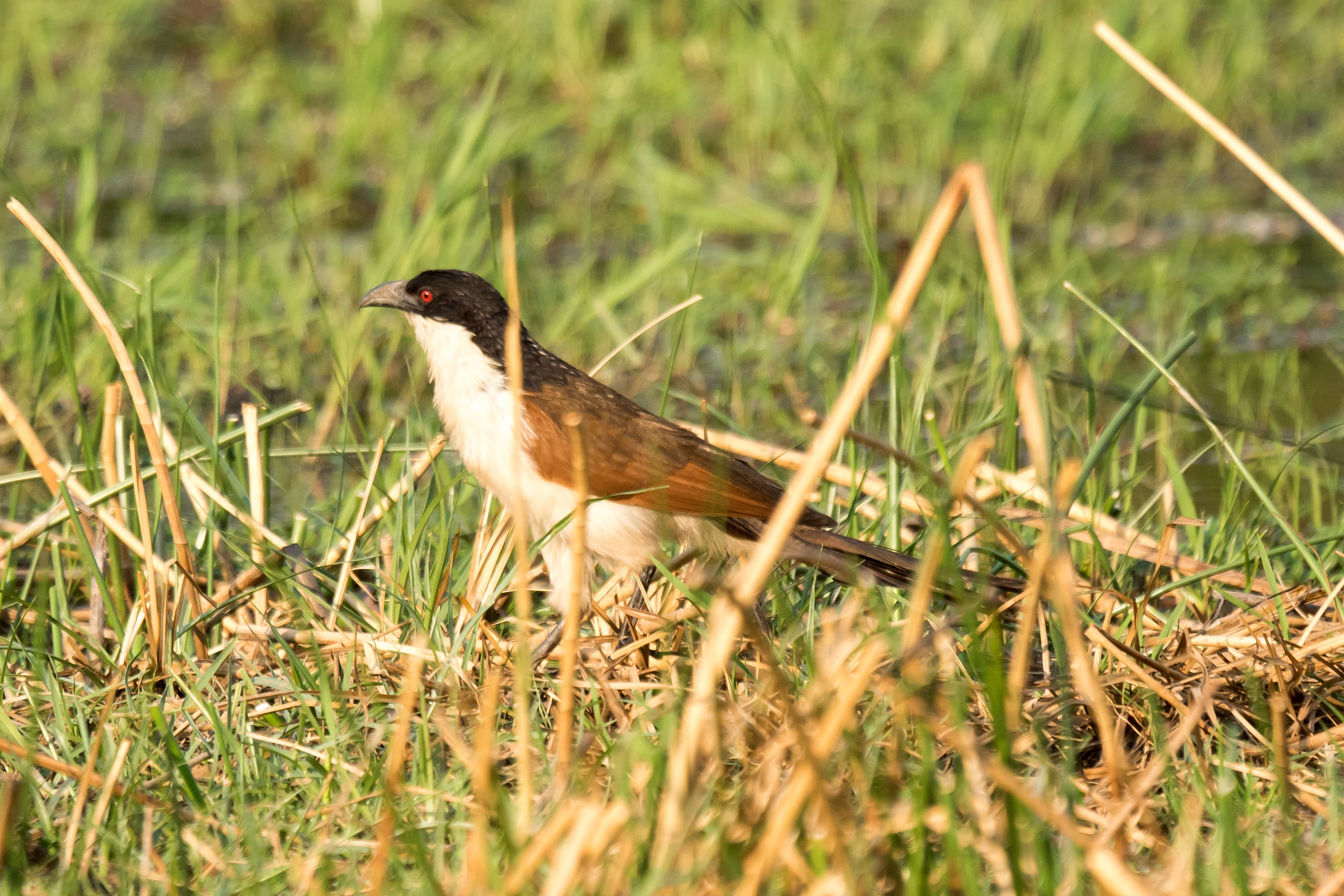 Coppery-tailed Coucal, near Khwai, Botswana — photo by Jim Bennett