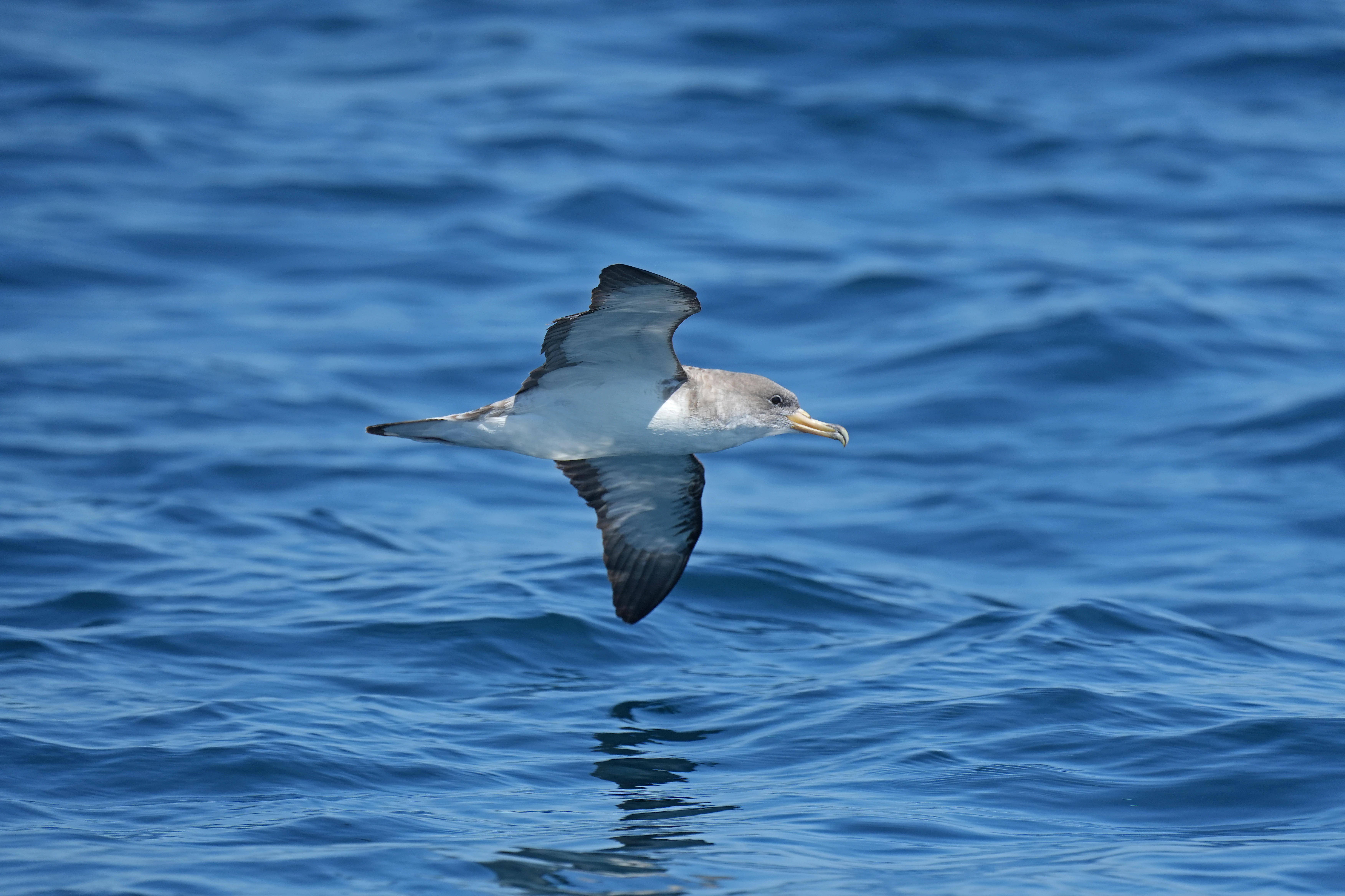 Cory's Shearwater, Falmouth Bay, Cornwall, UK — photo by Jim Bennett