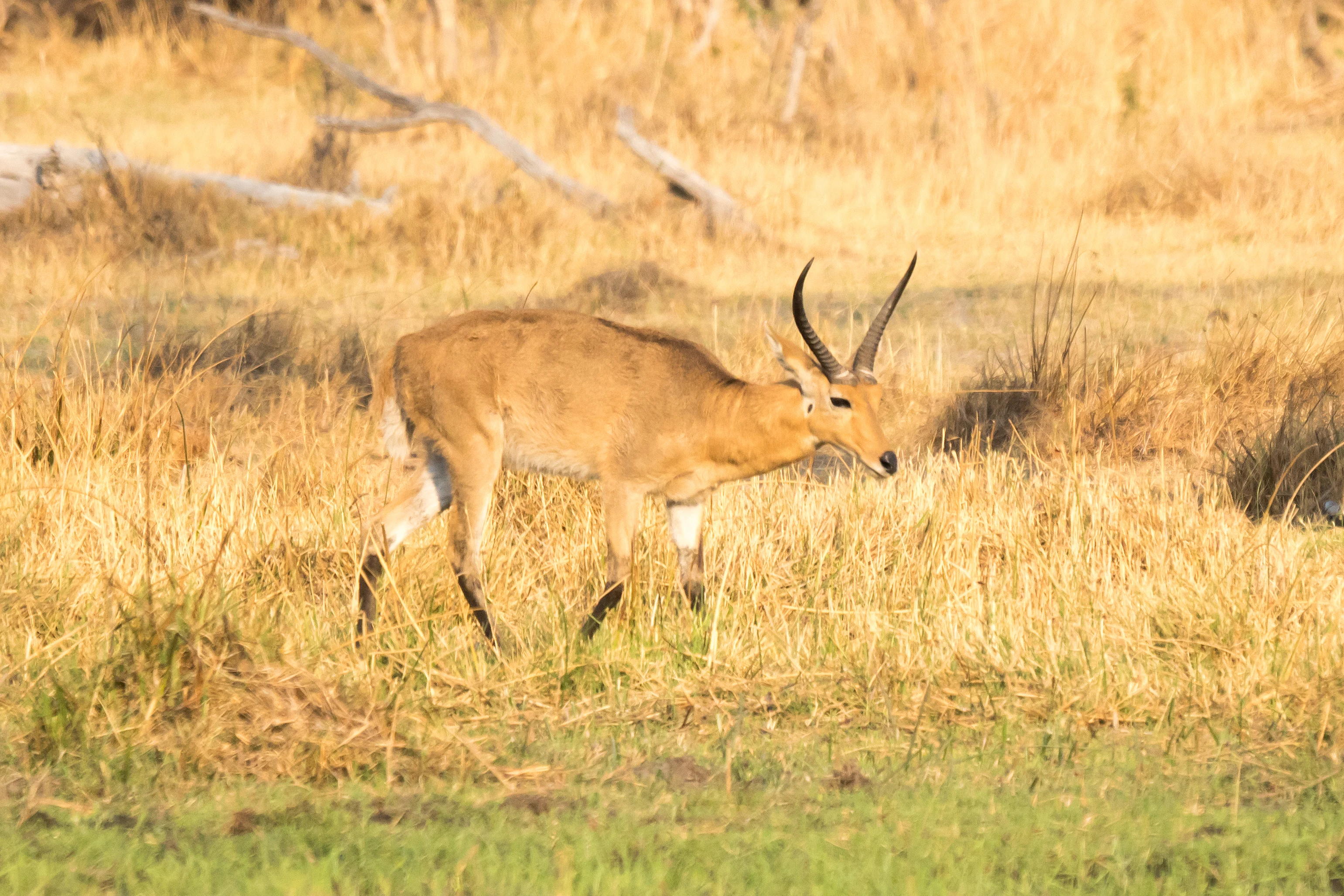 male Red Lechwe, near Khwai, Botswana — photo by Jim Bennett
