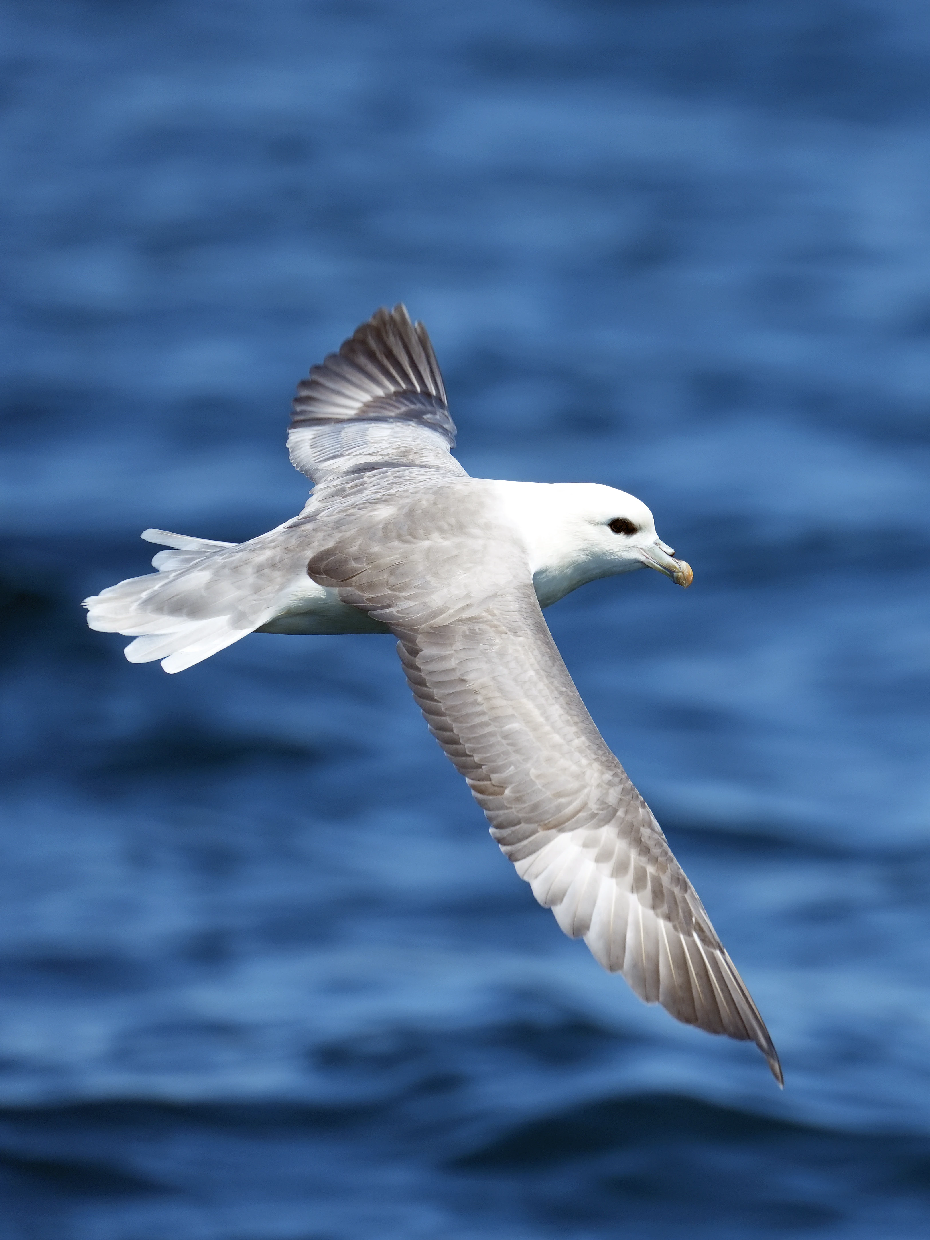 Northern Fulmar, Falmouth Bay, Cornwall, UK — photo by Jim Bennett