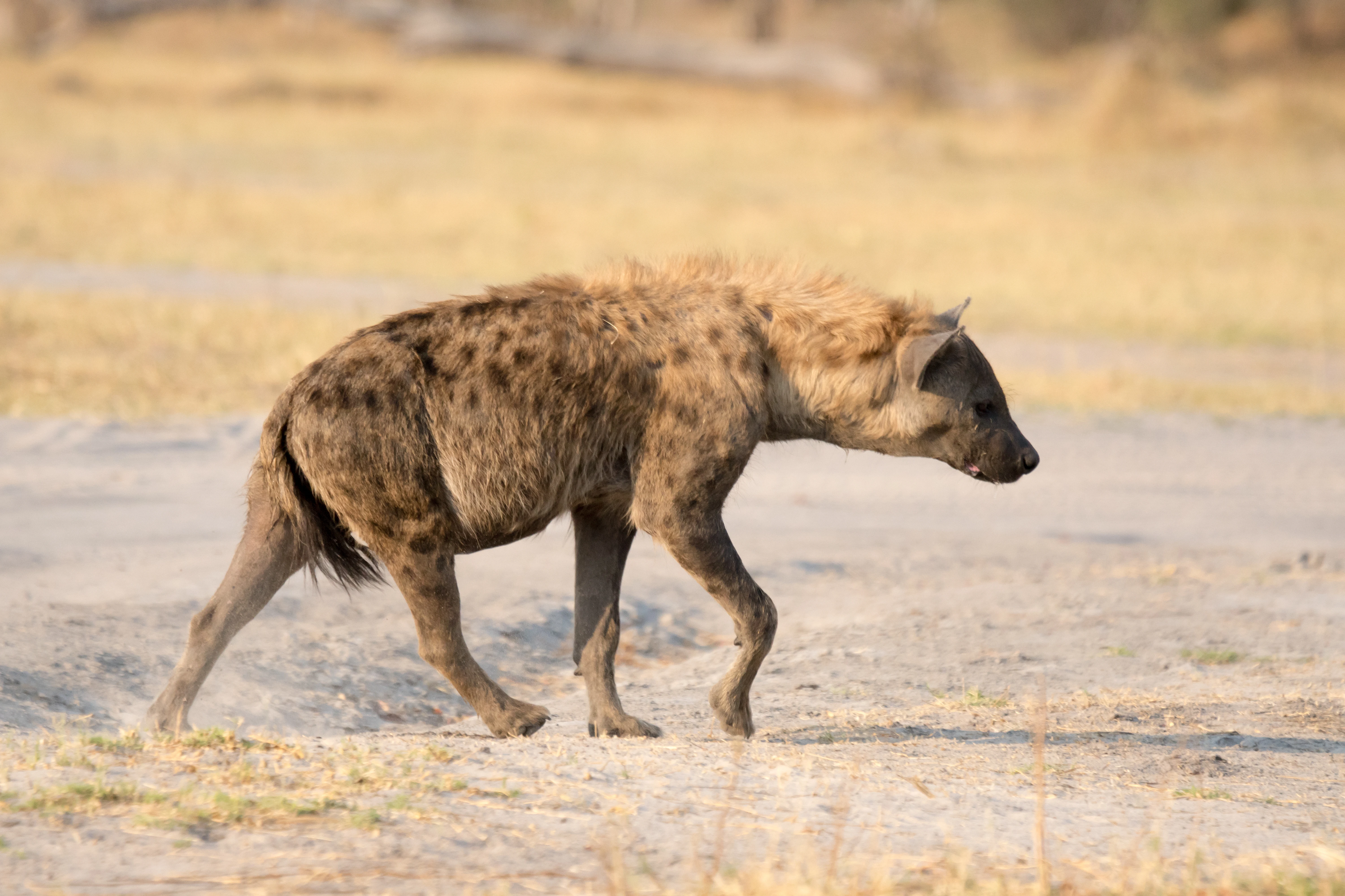 Spotted Hyena, near Khwai, Botswana — photo by Jim Bennett