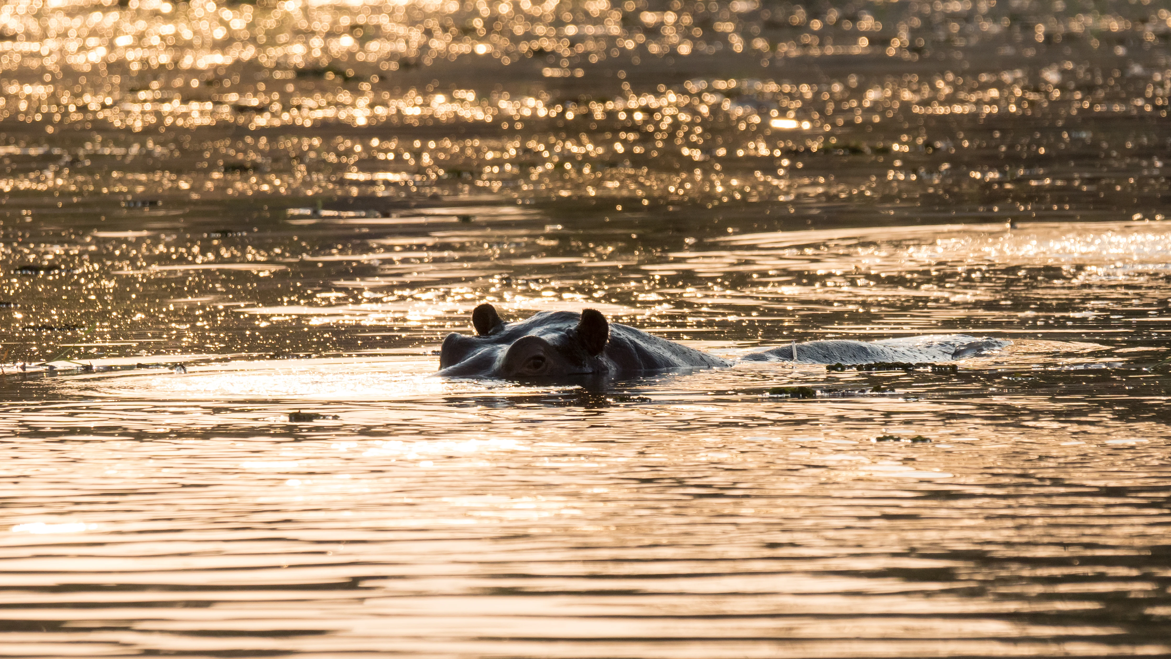 Hippopotamus, near Khwai, Botswana — photo by Jim Bennett