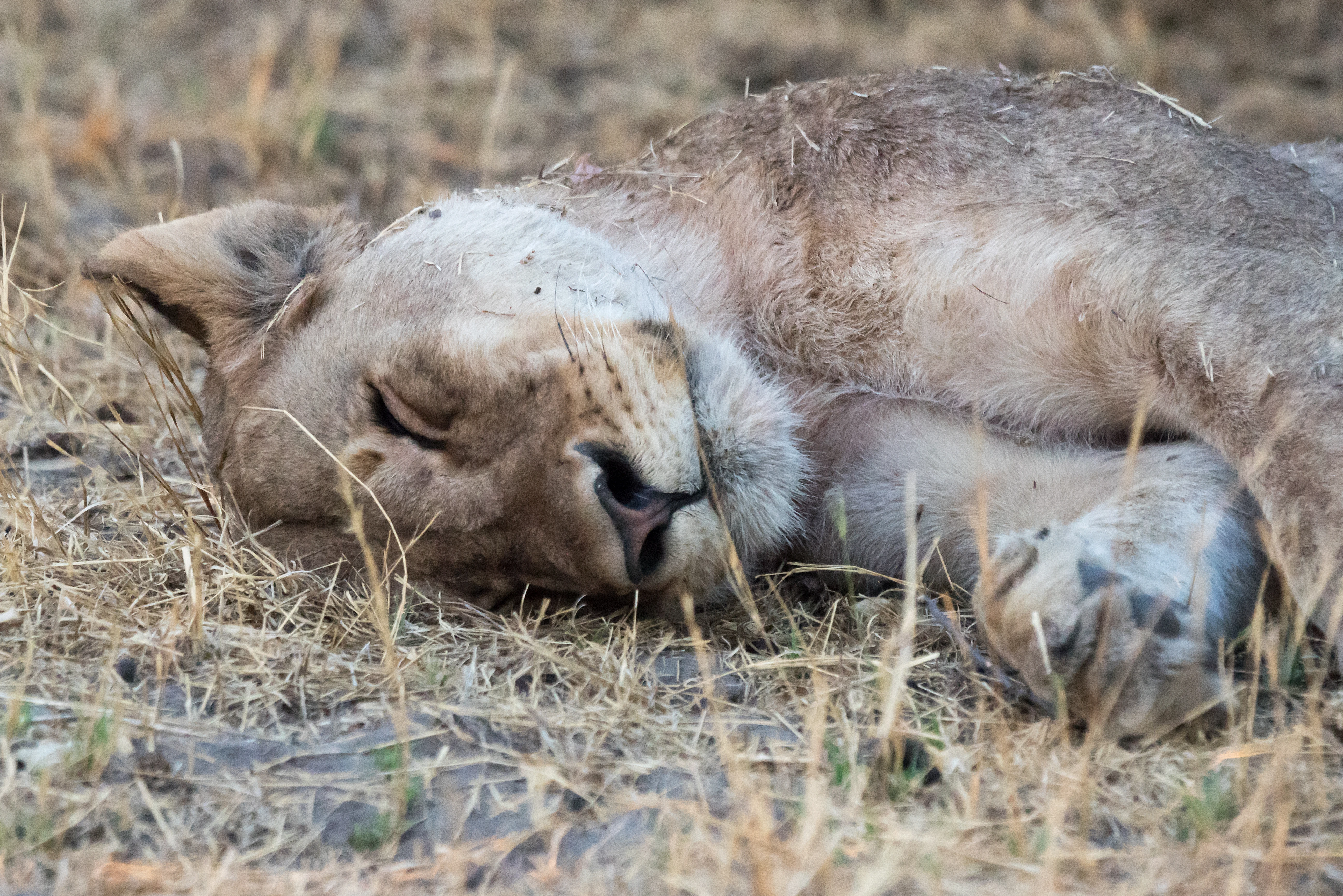 female Lion, near Khwai, Botswana — photo by Jim Bennett