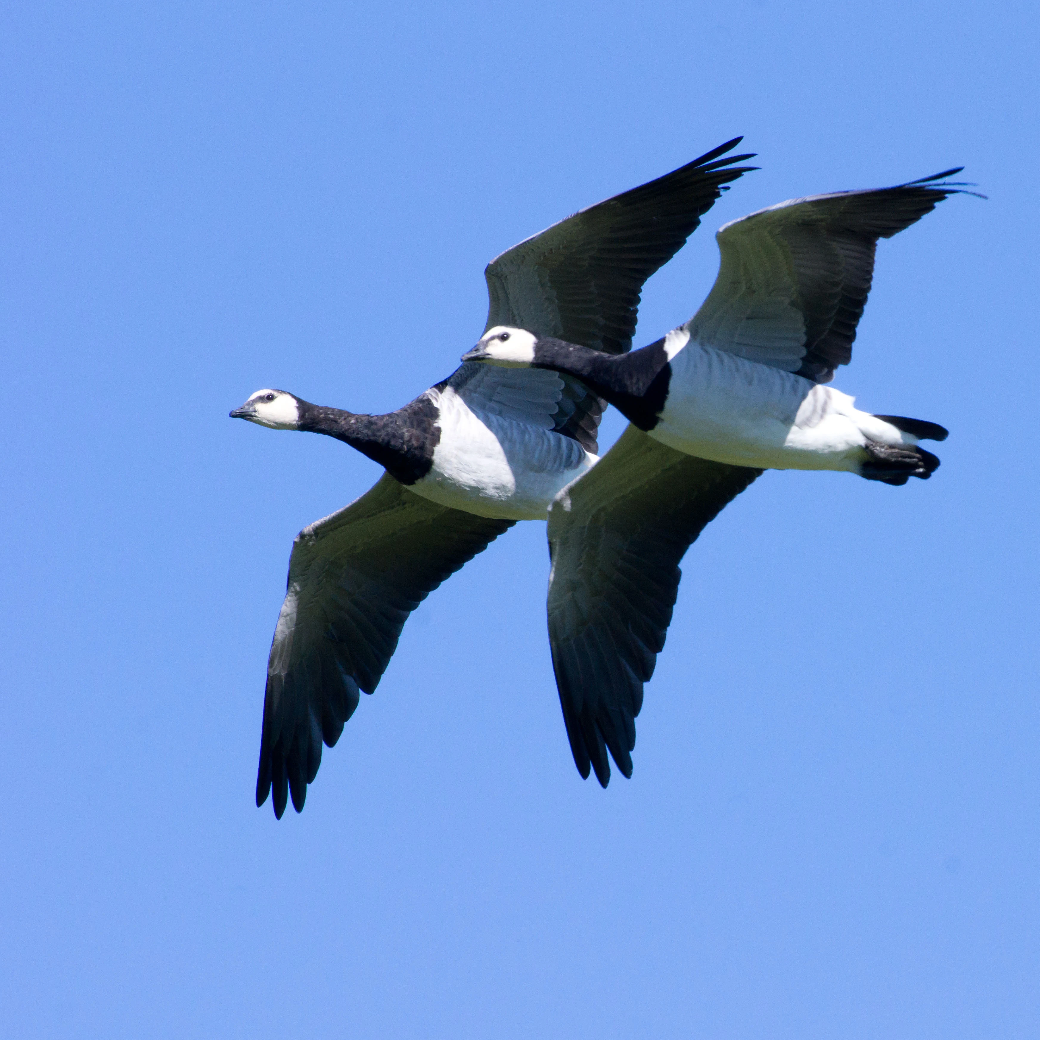 Barnacle Geese, Hjalstaviken, Sweden — photo by Jim Bennett