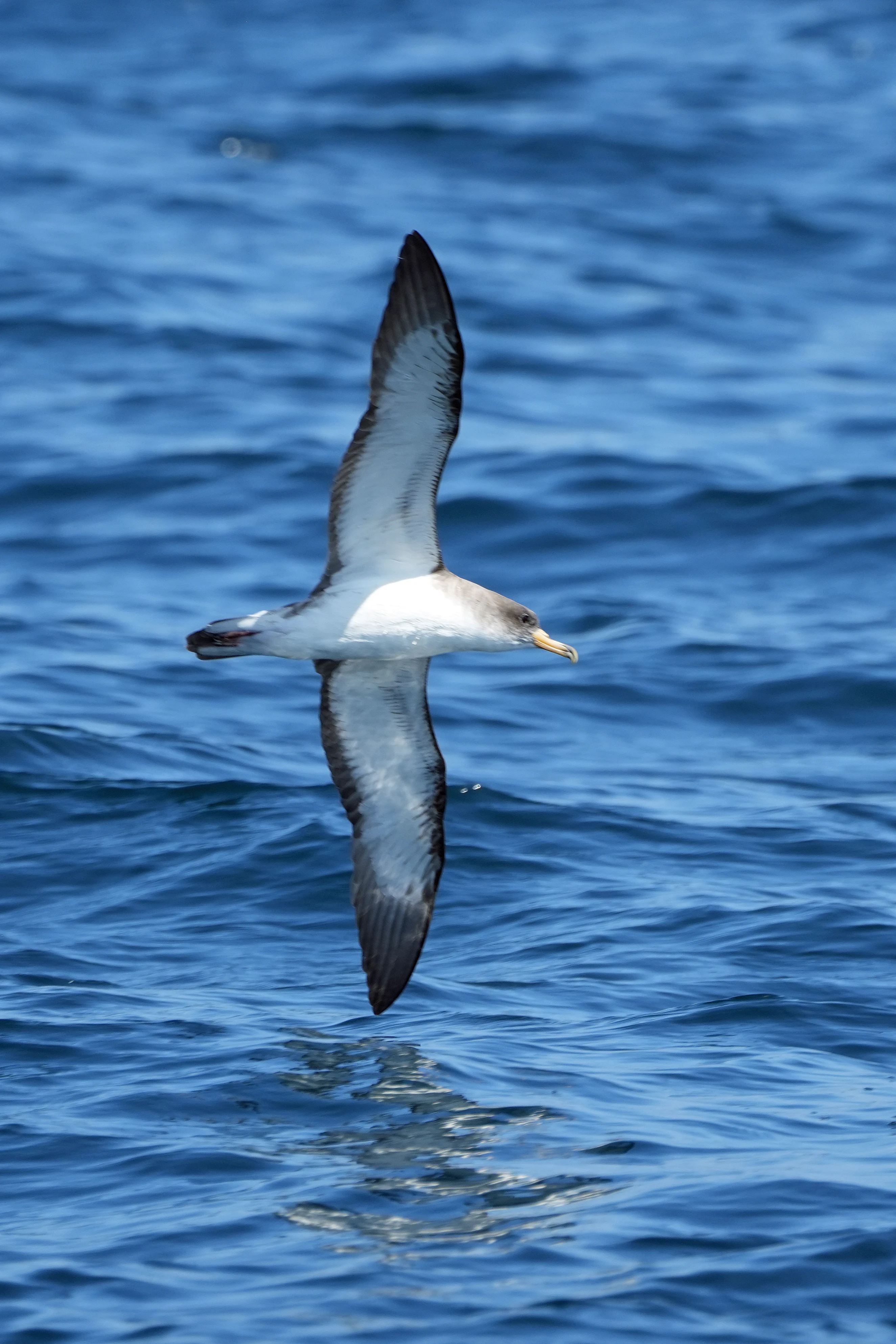 Cory's Shearwater, Falmouth Bay, Cornwall, UK — photo by Jim Bennett