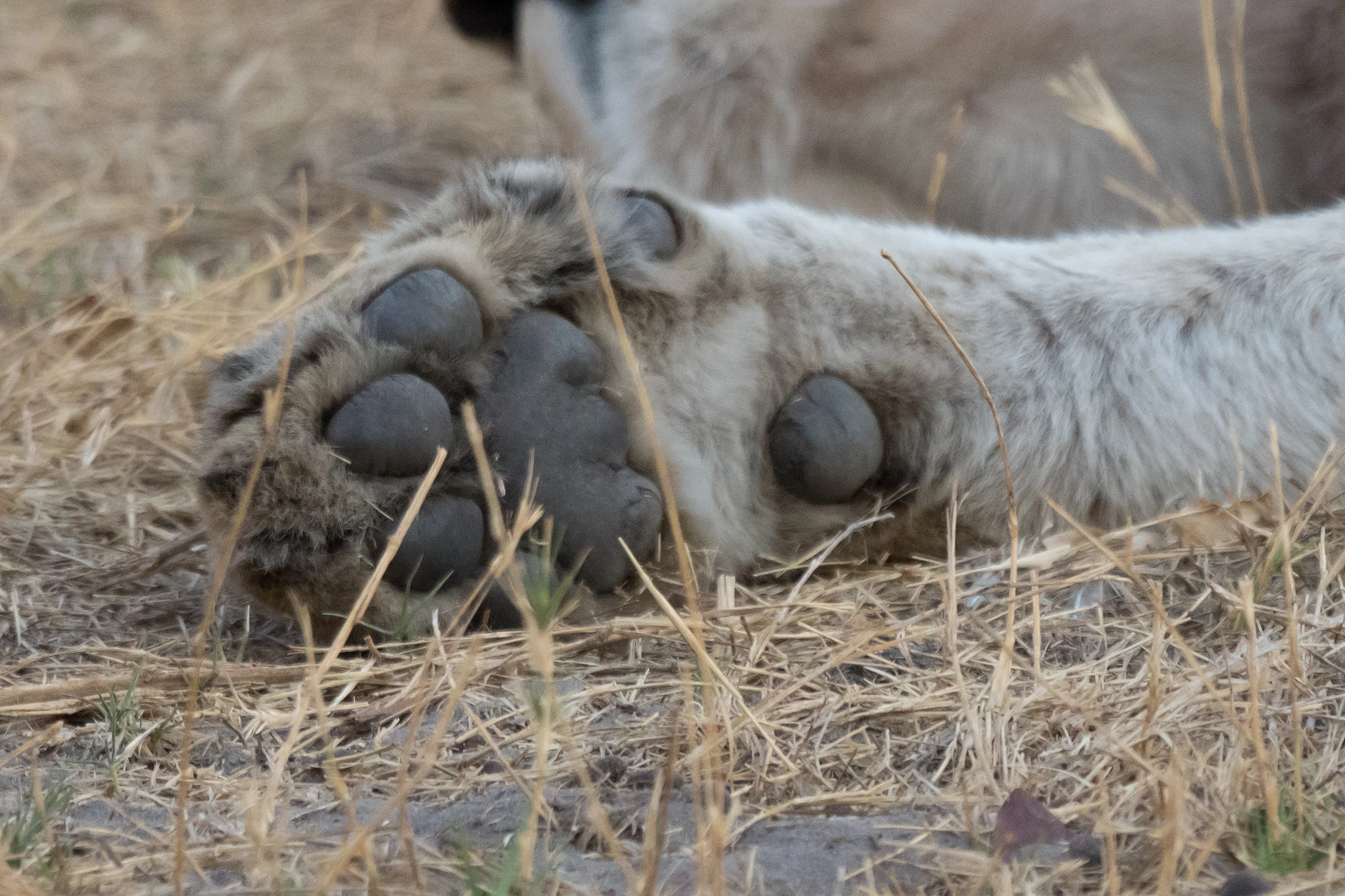 Lion's paw, near Khwai, Botswana — photo by Jim Bennett