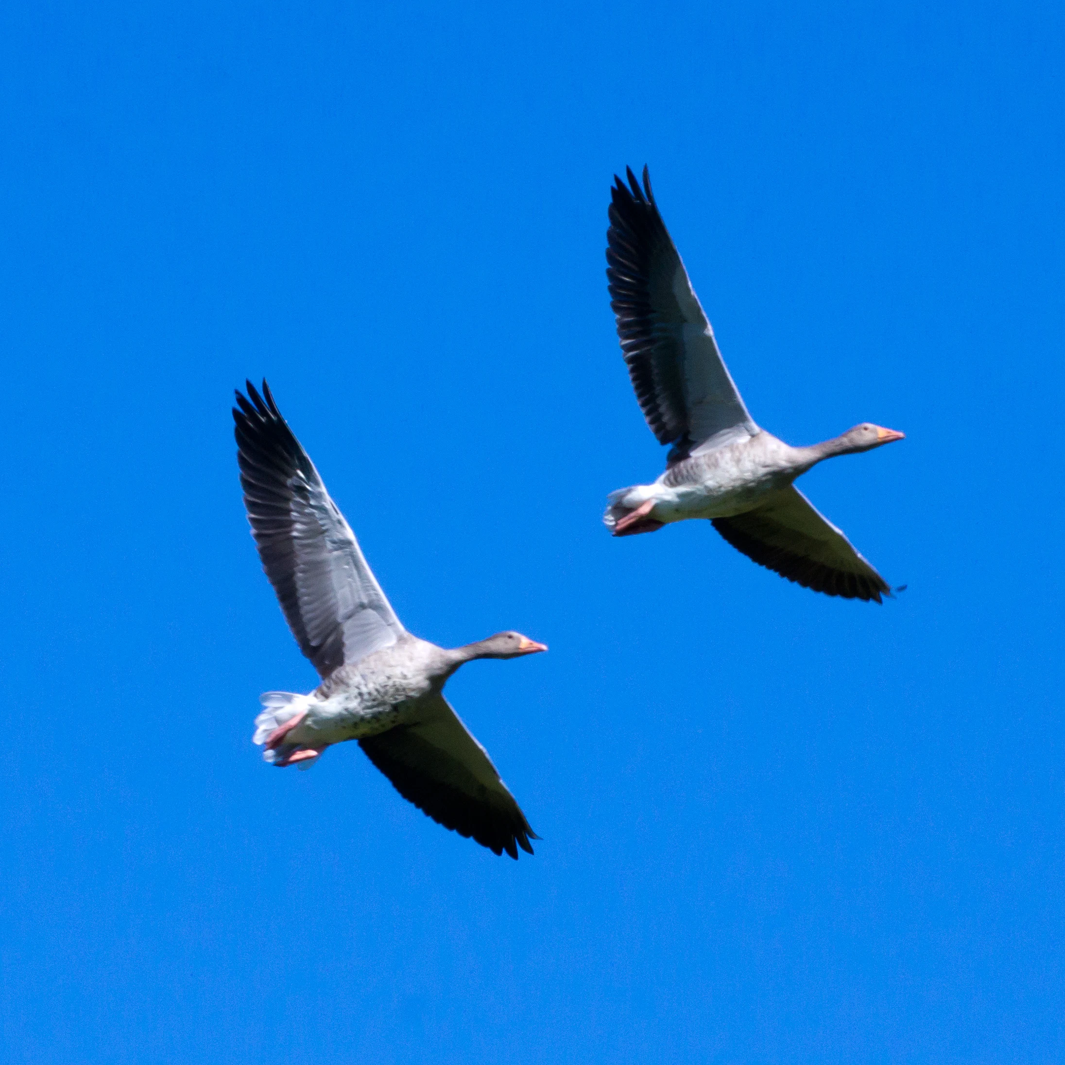 Greylag Geese, Hjalstaviken, Sweden — photo by Jim Bennett