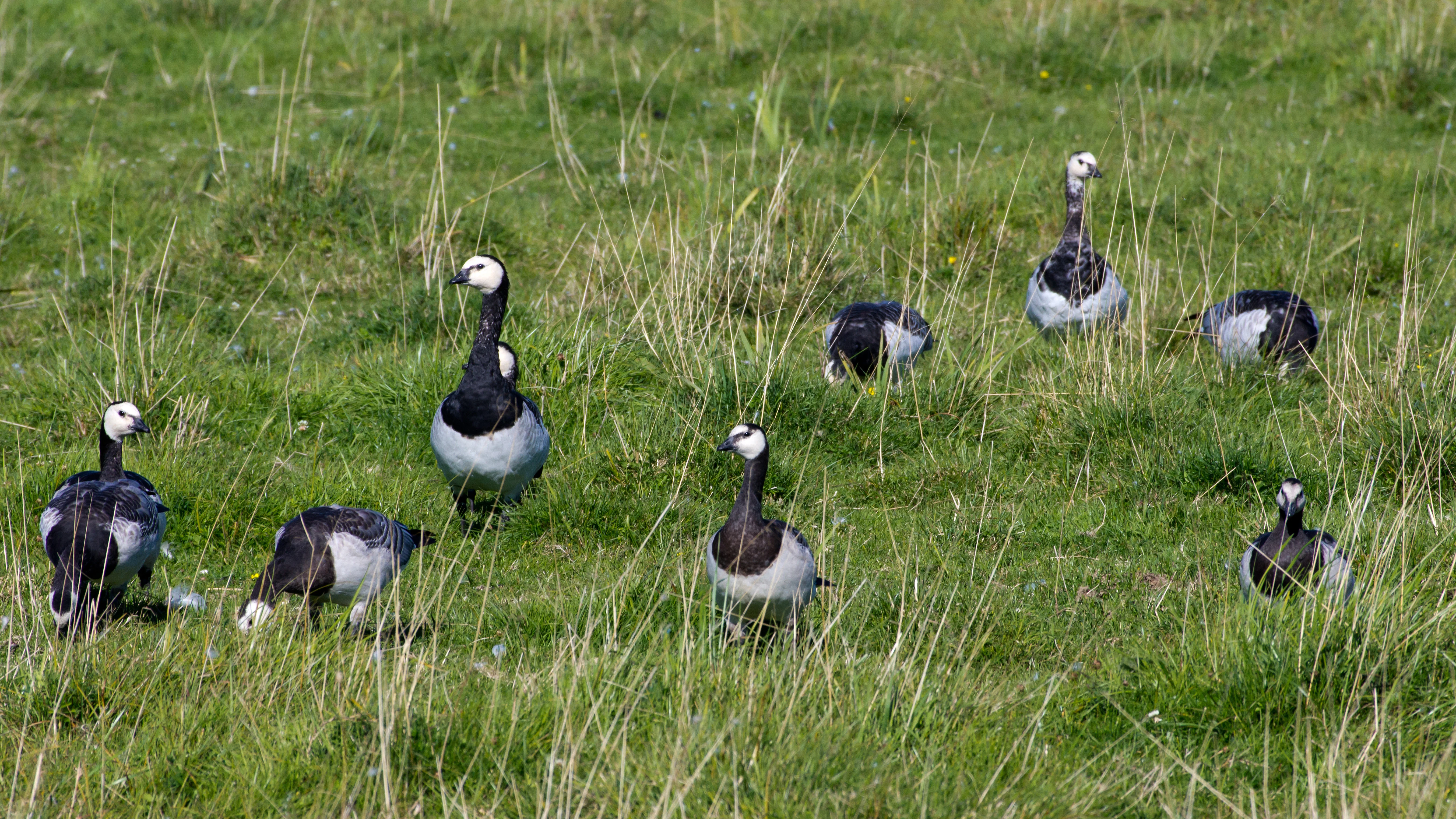 Barnacle Geese, Hjalstaviken, Sweden — photo by Jim Bennett