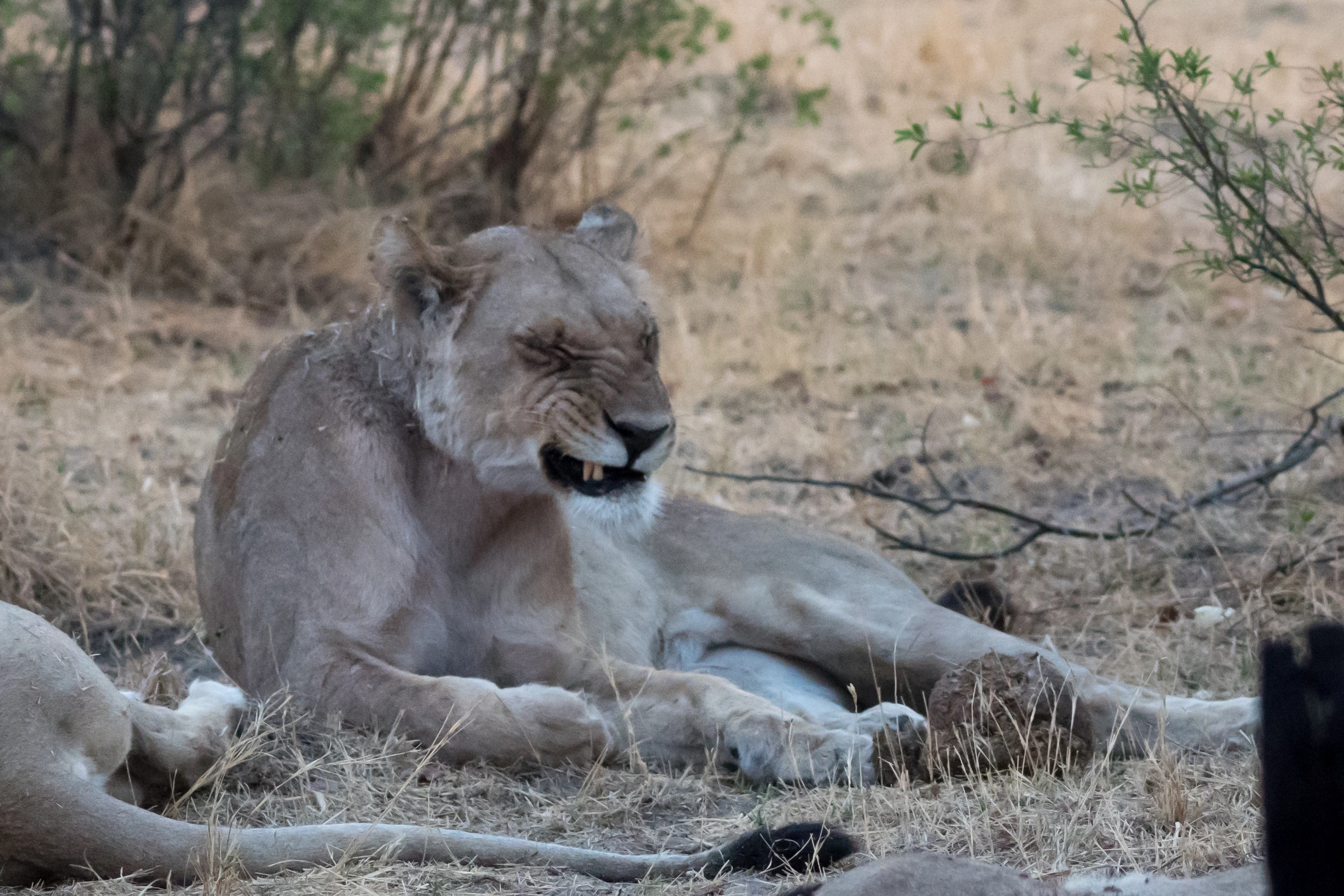 female Lion, near Khwai, Botswana — photo by Jim Bennett