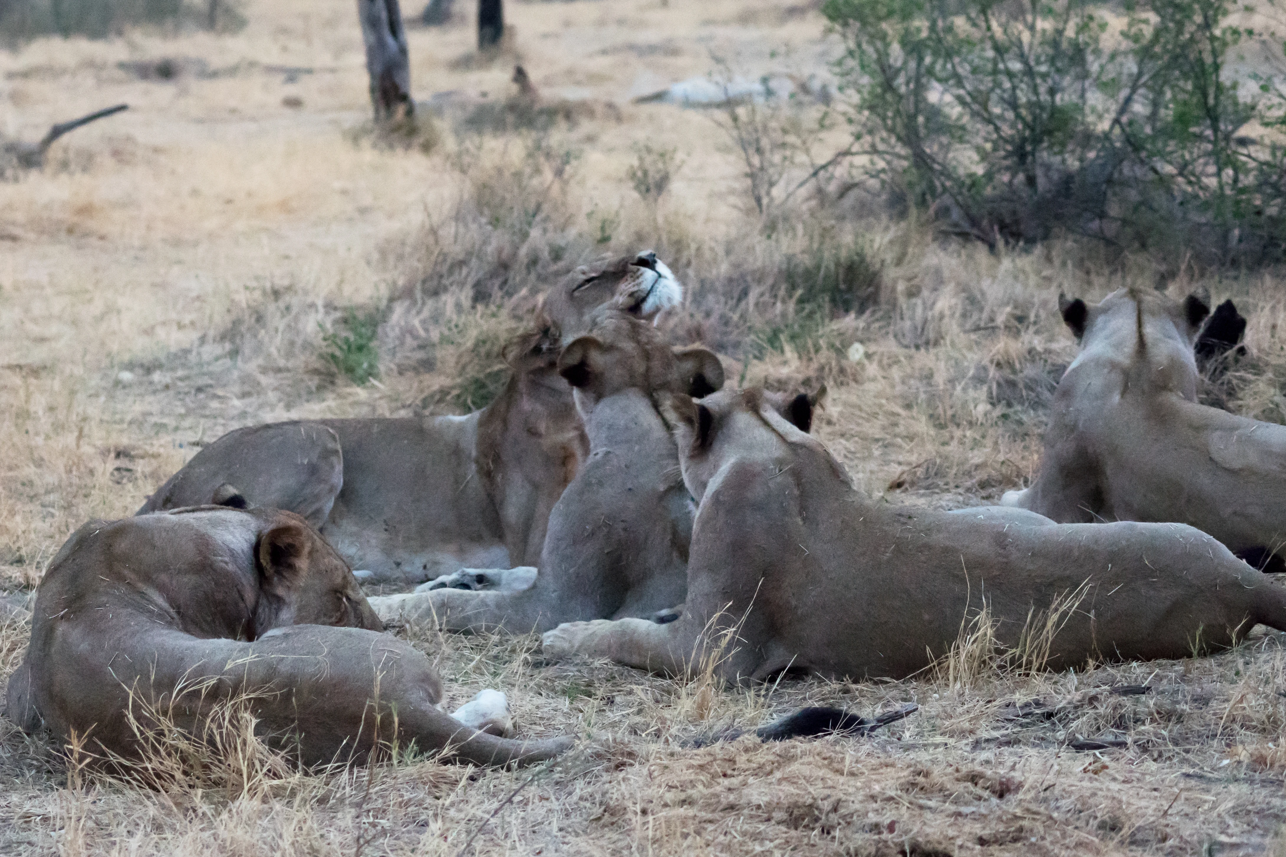 Lions, near Khwai, Botswana — photo by Jim Bennett