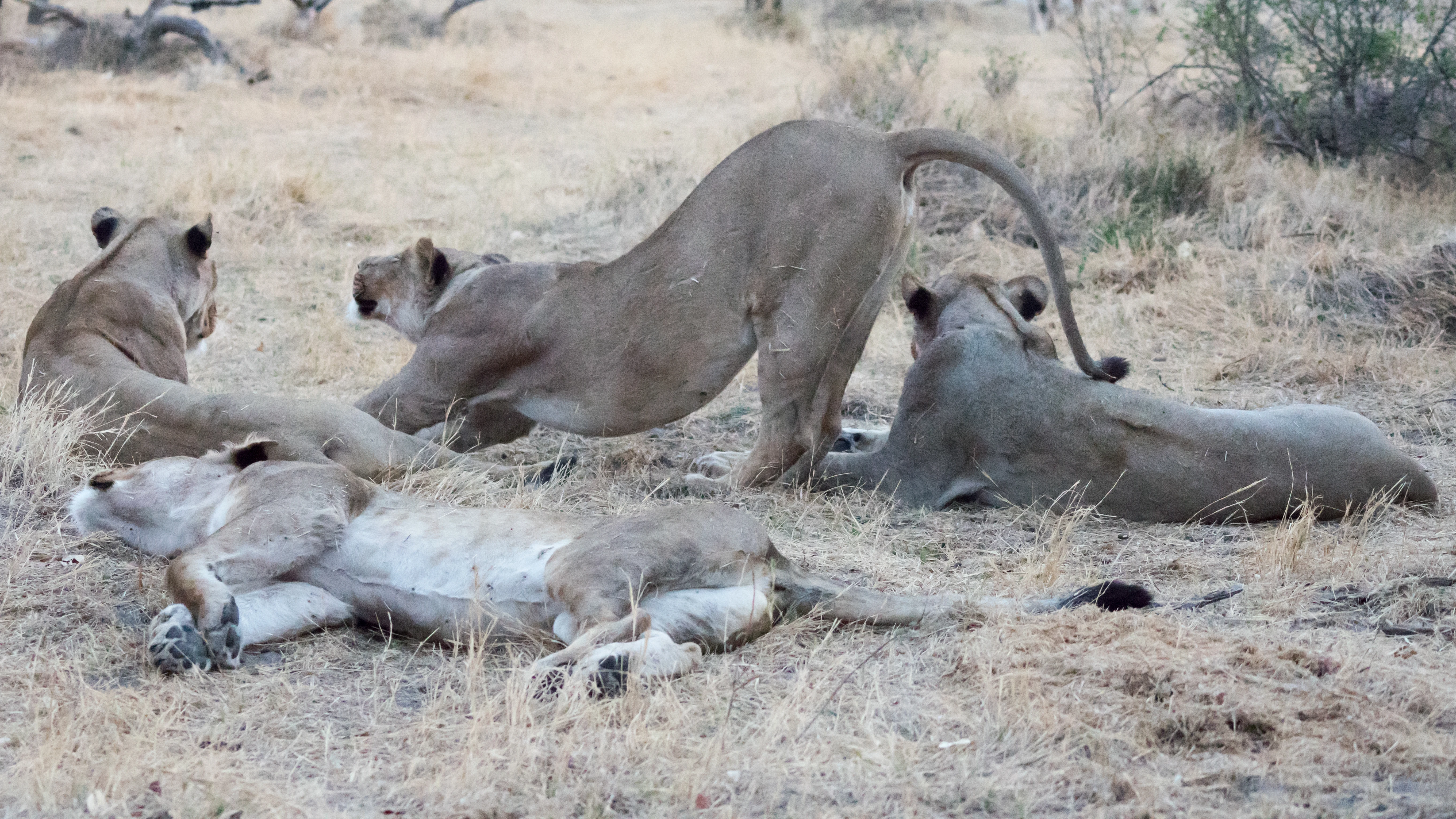 Lions, near Khwai, Botswana — photo by Jim Bennett
