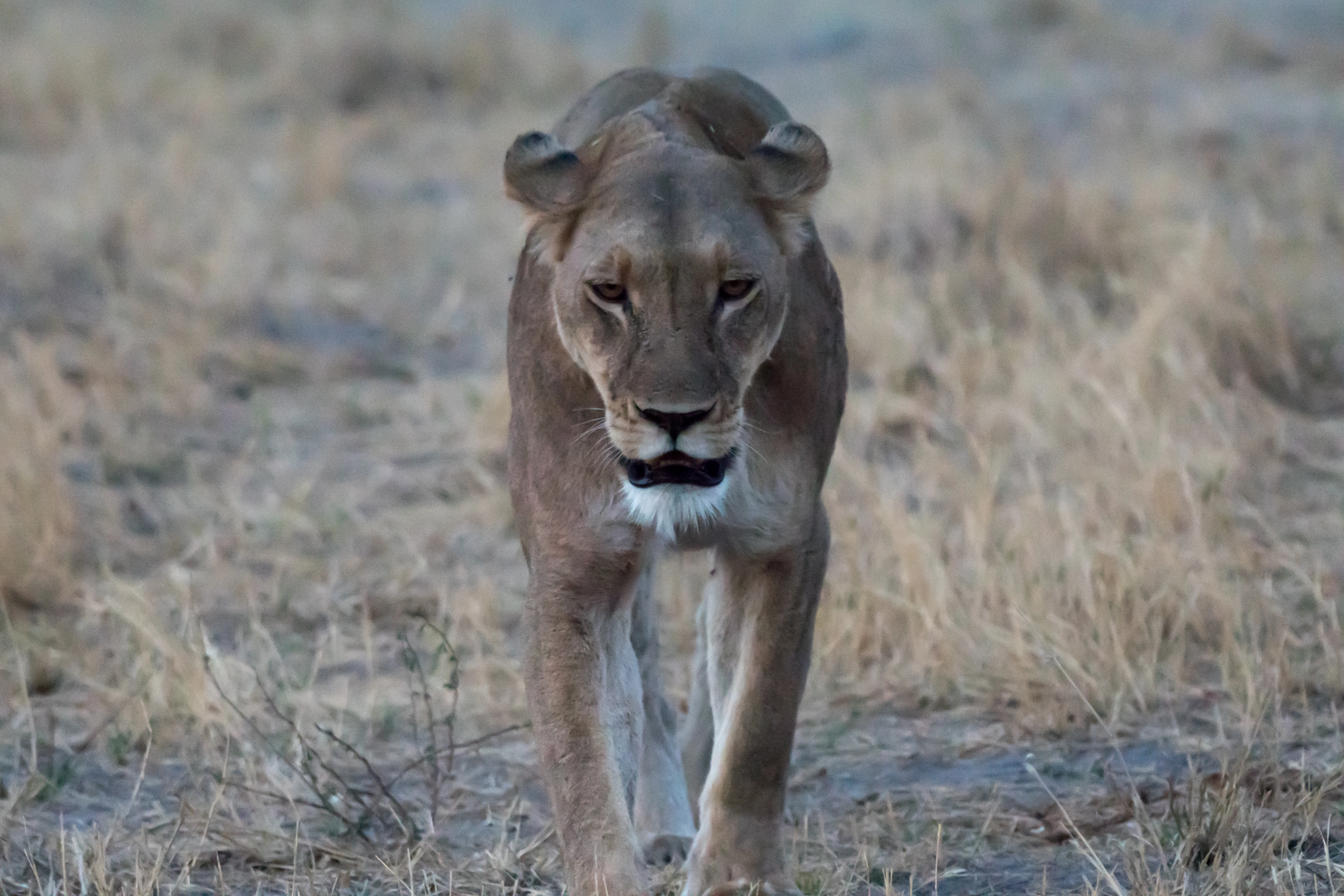 female Lion, near Khwai, Botswana — photo by Jim Bennett