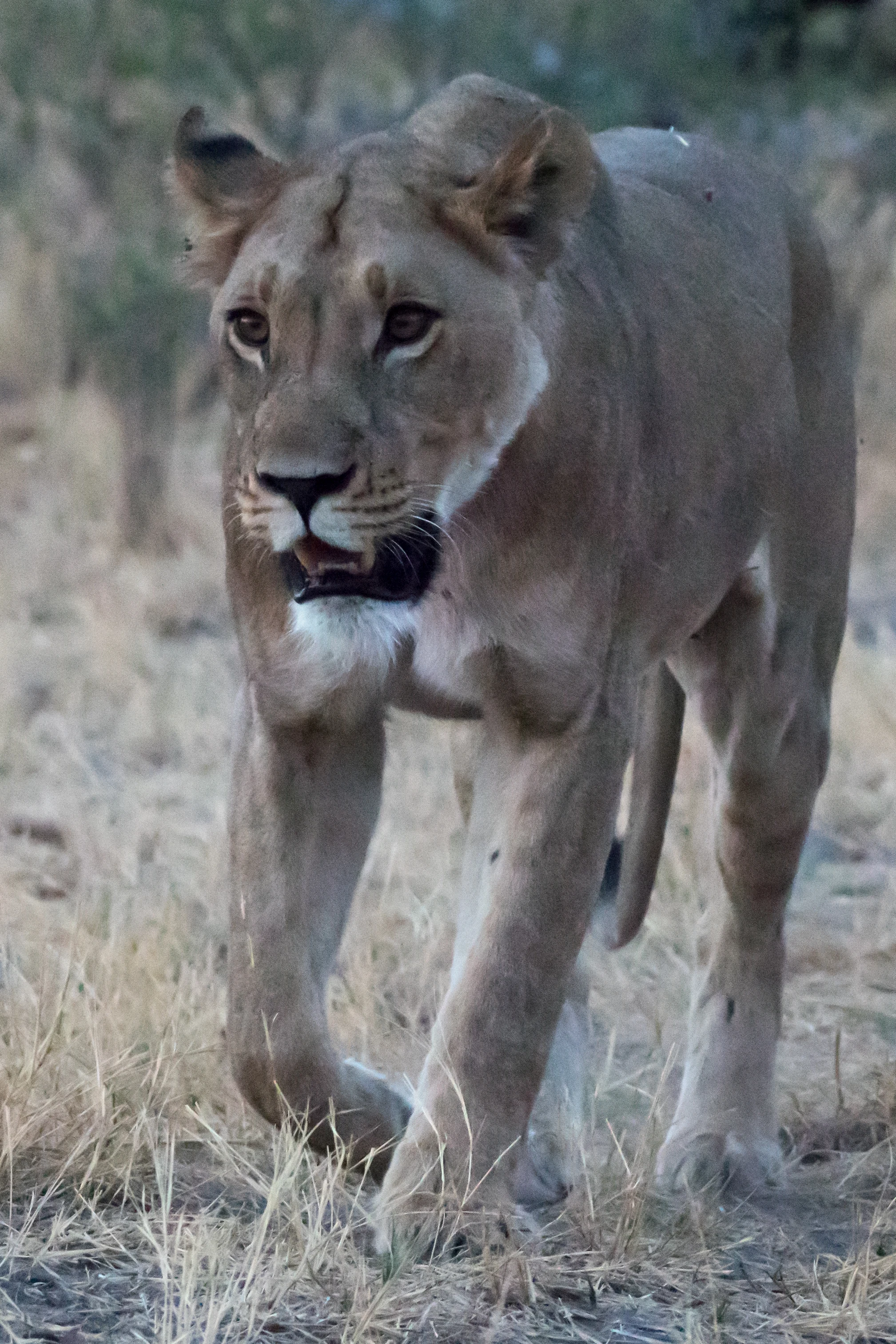 female Lion, near Khwai, Botswana — photo by Jim Bennett