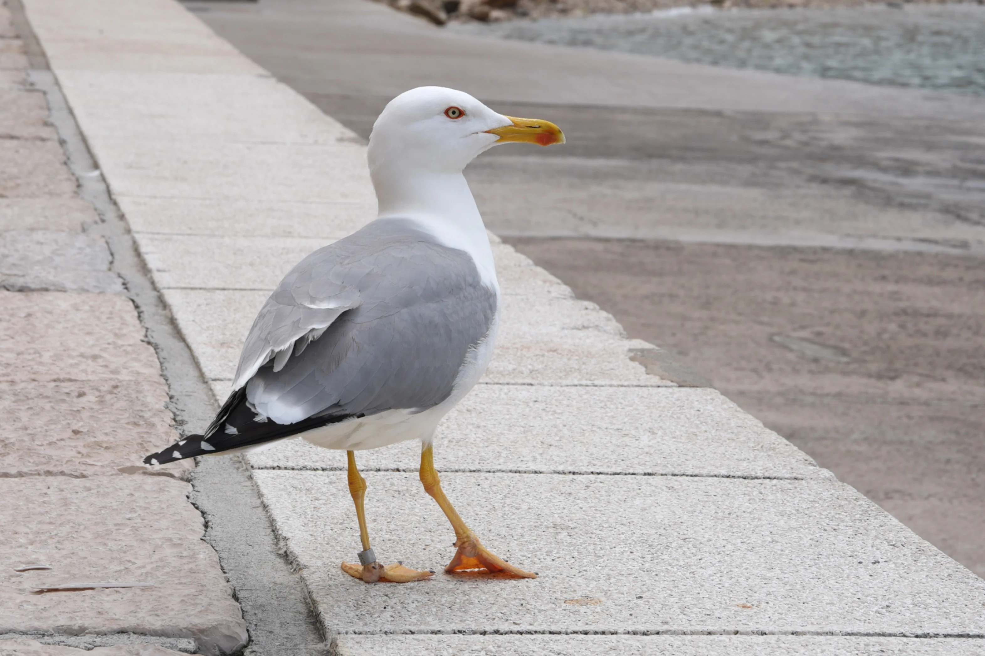 Yellow-legged Gull, Piran, Slovenia — photo by Jim Bennett