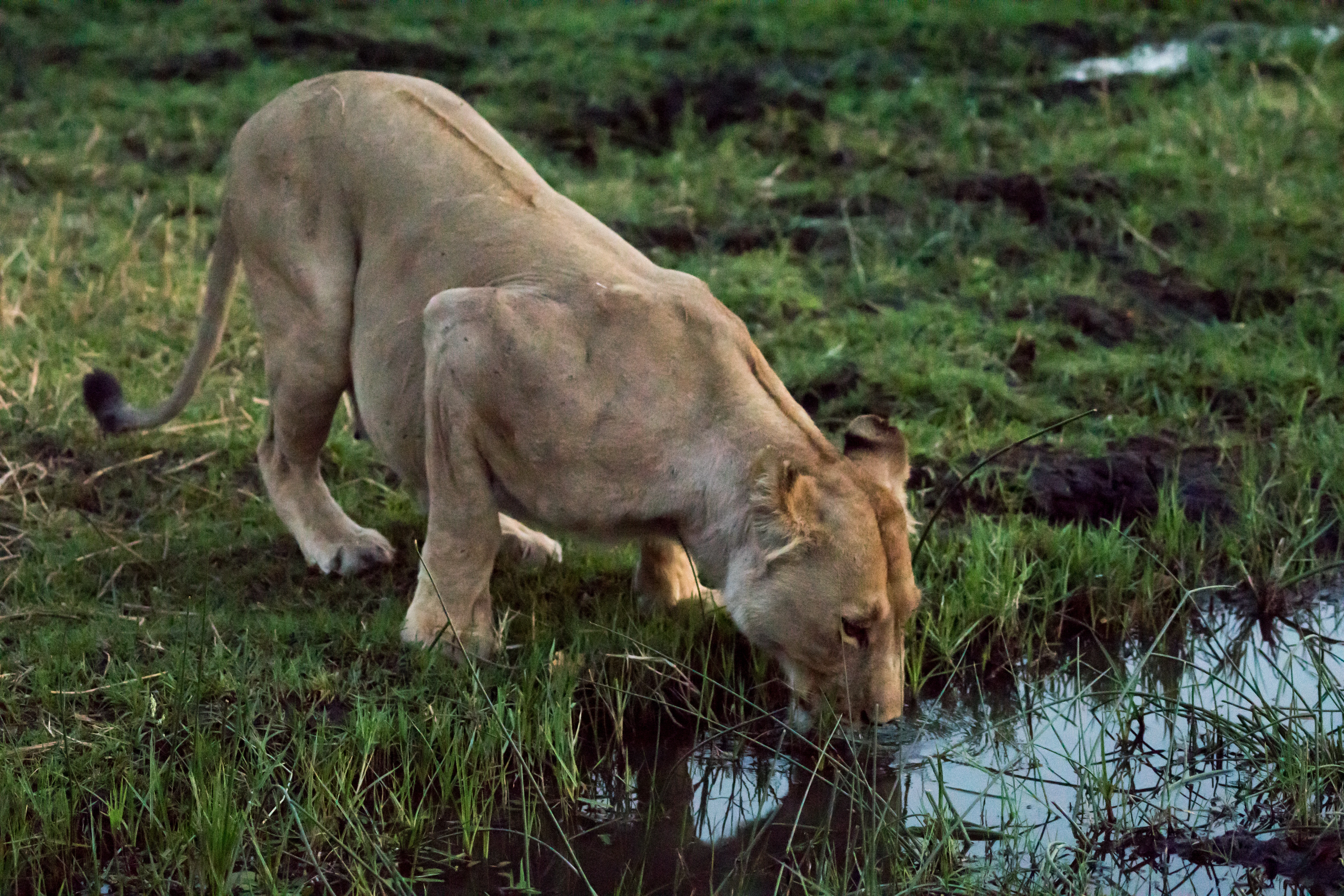 female Lion, near Khwai, Botswana — photo by Jim Bennett