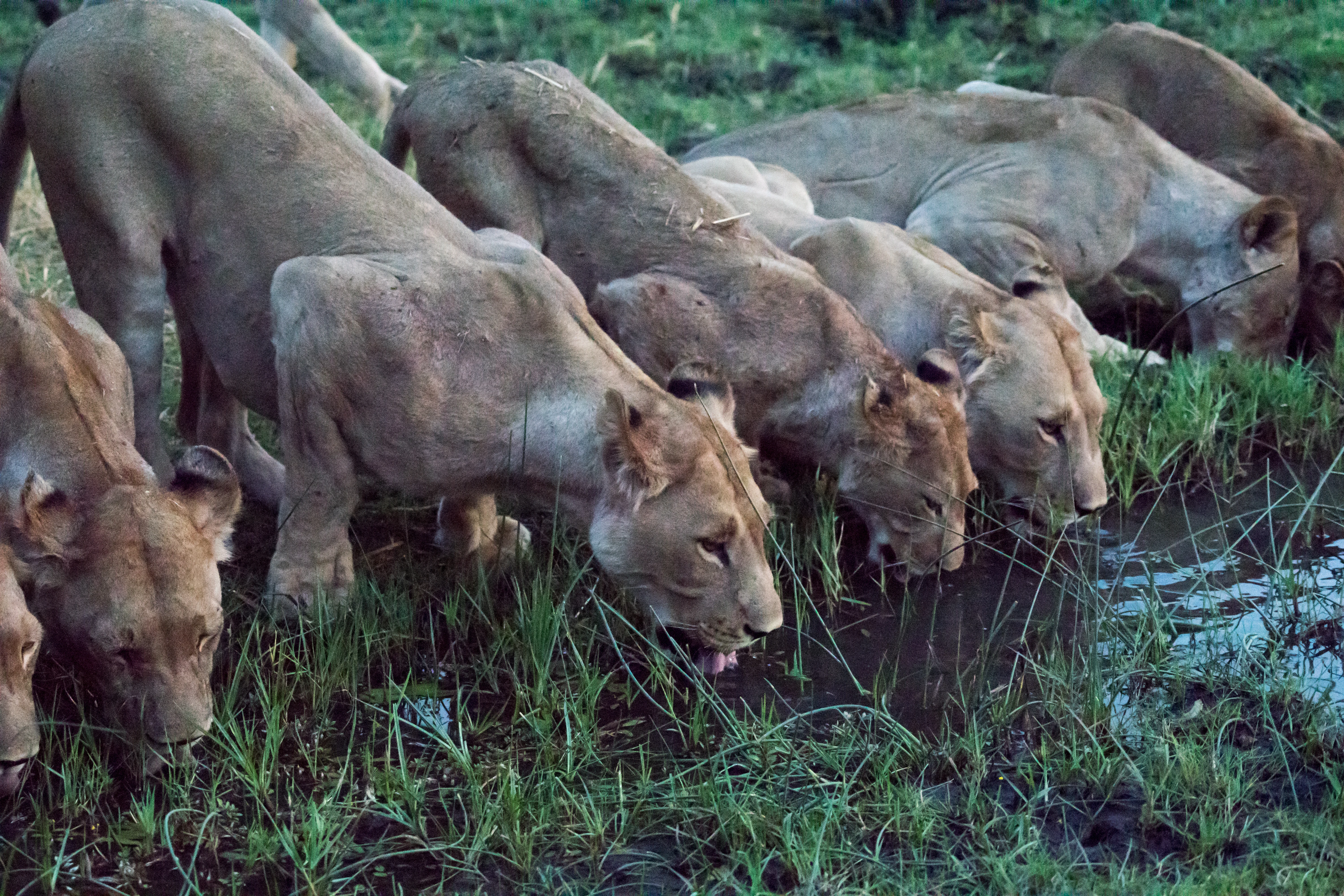 Lions, near Khwai, Botswana — photo by Jim Bennett