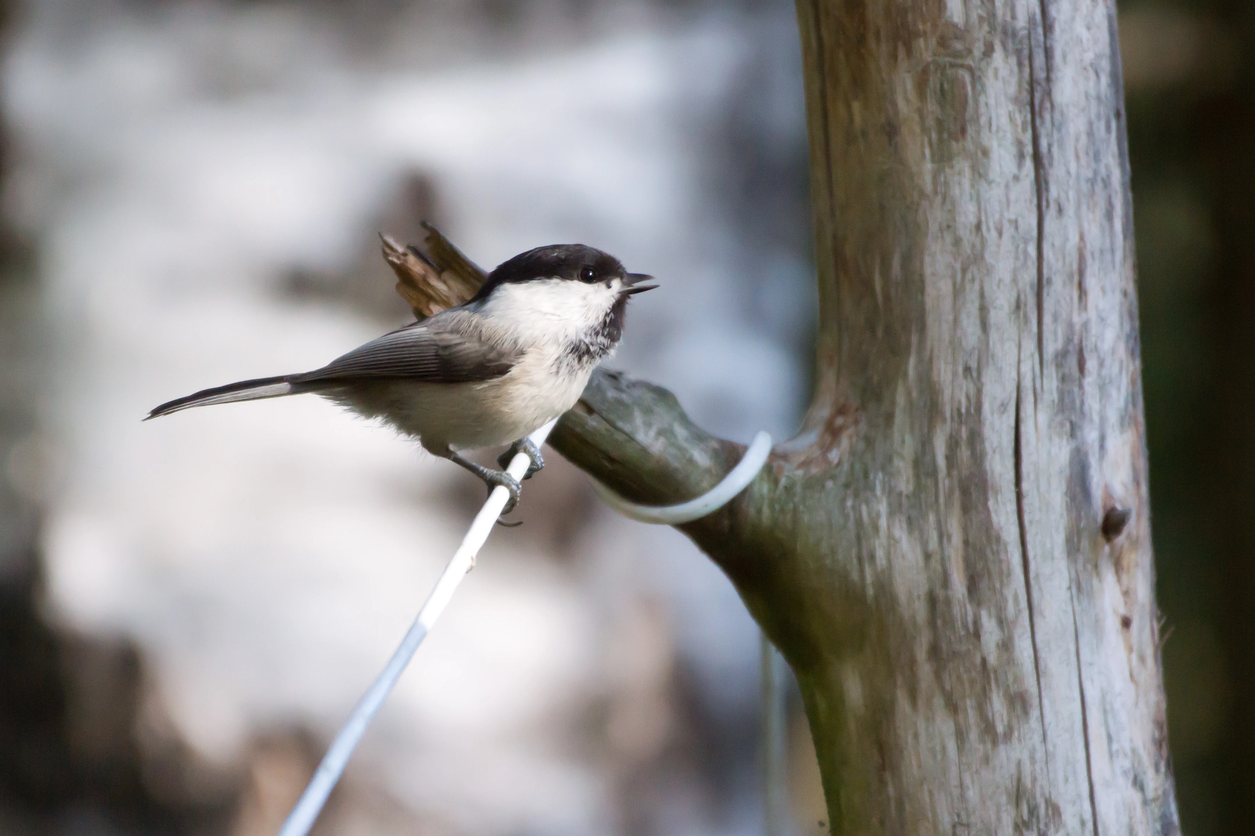 Willow Tit, Halleskogen Forest, Sweden — photo by Jim Bennett
