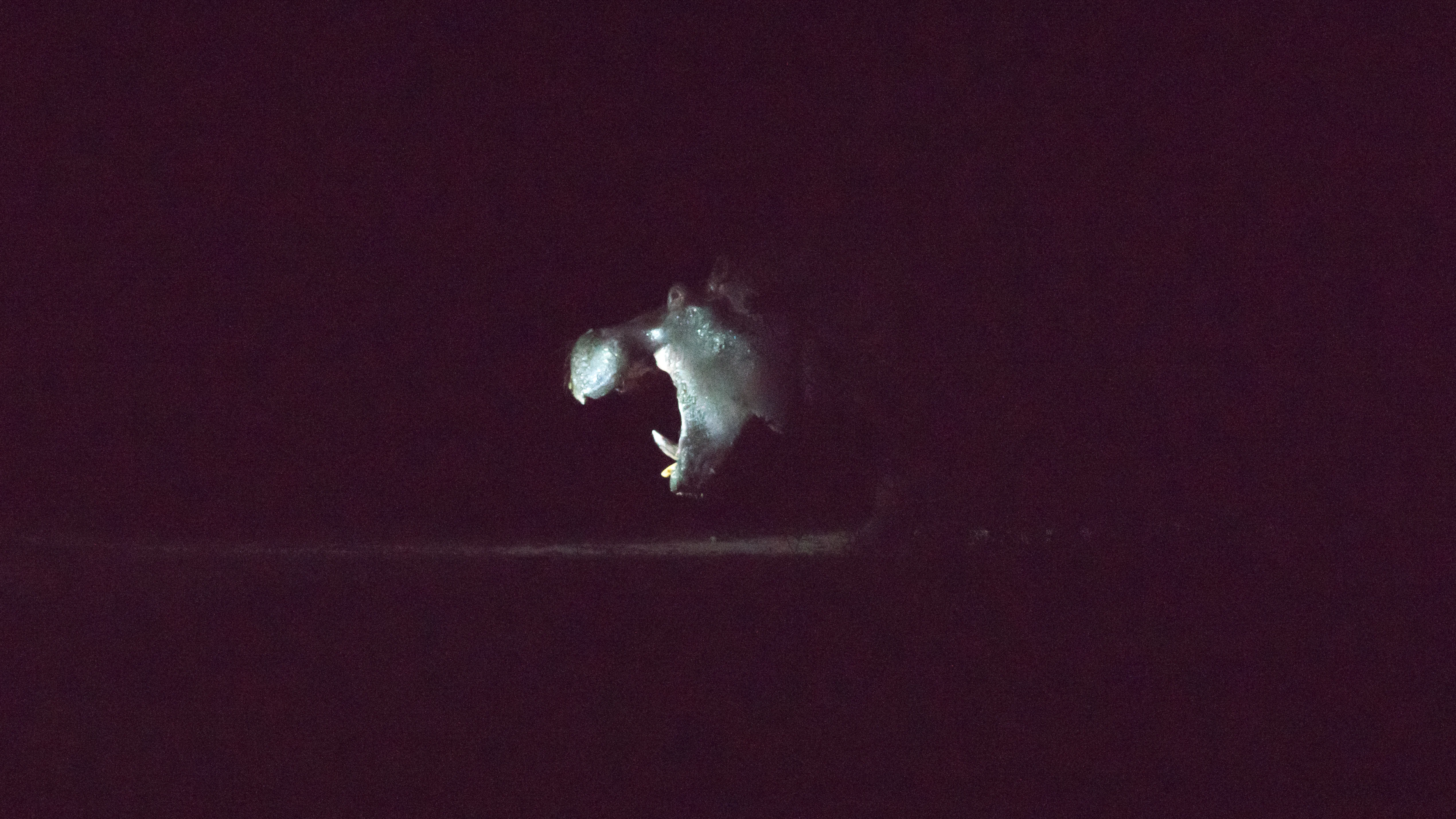 Hippopotamus, near Khwai, Botswana — photo by Jim Bennett