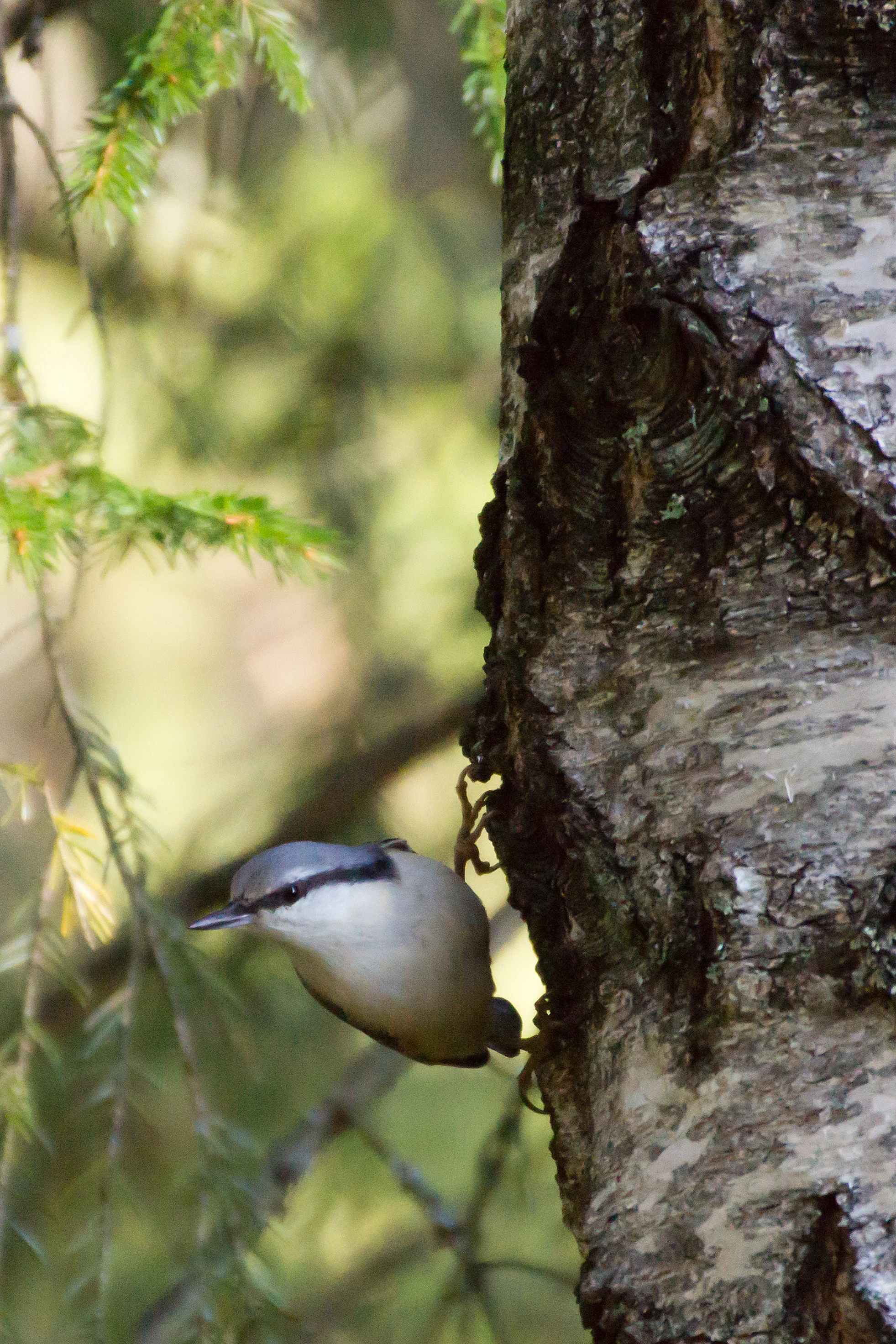 Nuthatch, Halleskogen Forest, Sweden — photo by Jim Bennett