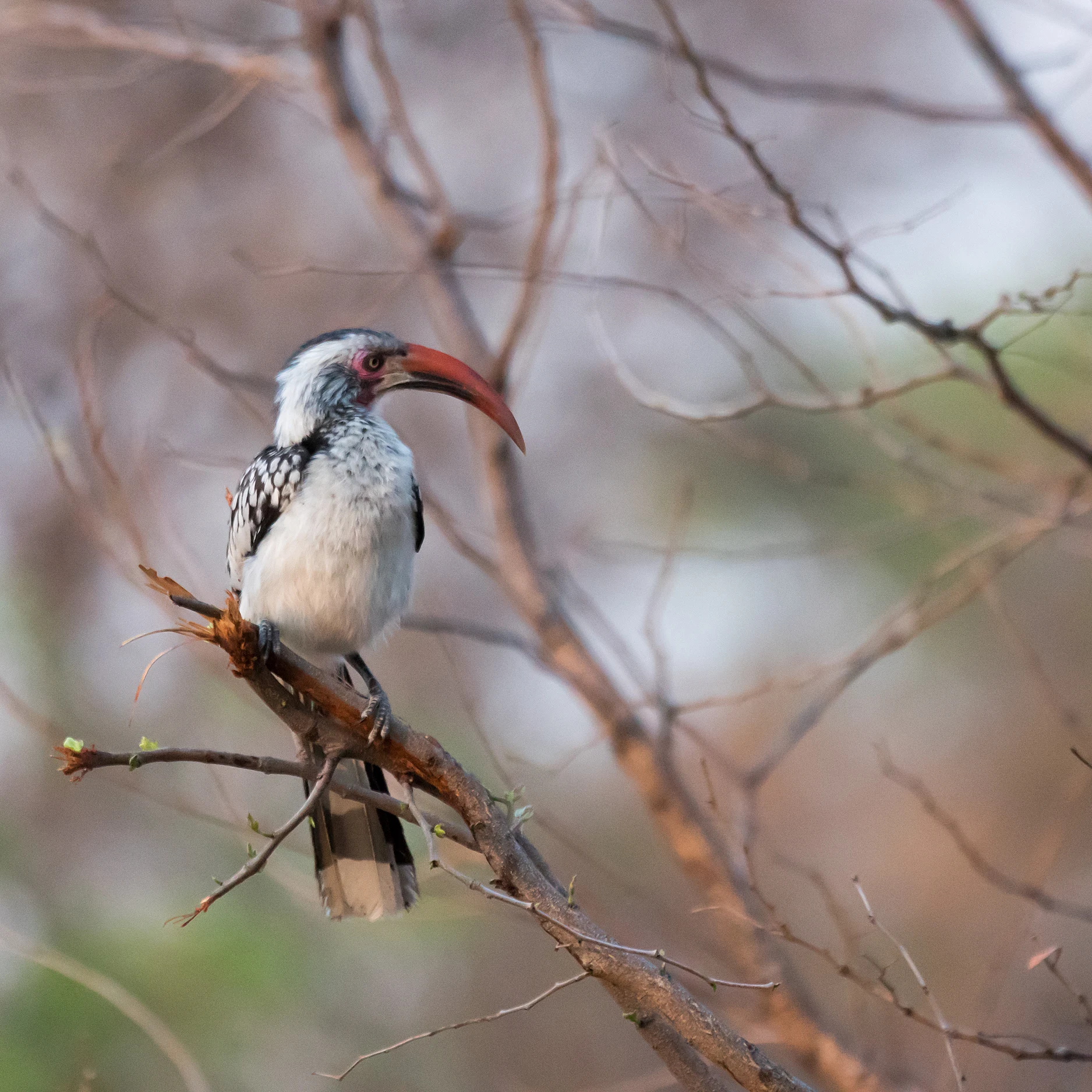Southern Red-billed Hornbill, near Khwai, Botswana — photo by Jim Bennett